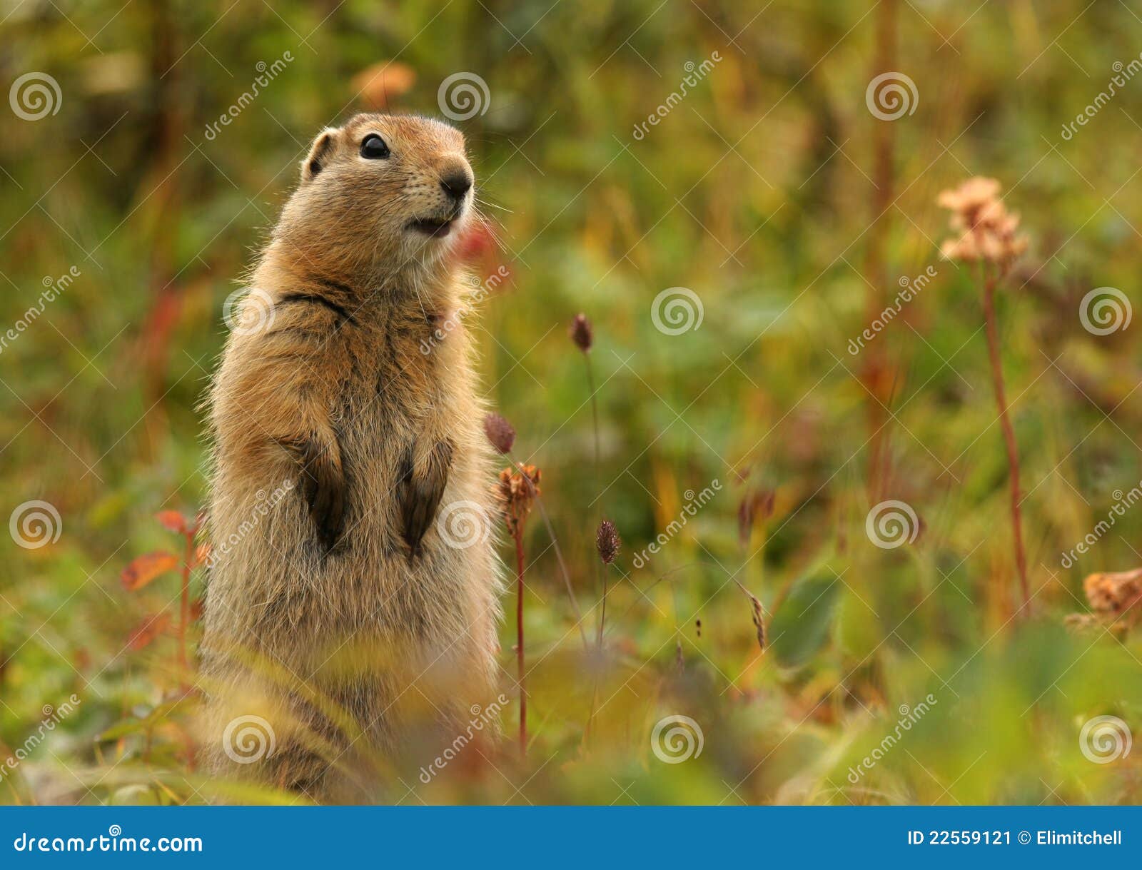 Ardilla De Tierra ártica En El Paso De Hatcher Imagen de archivo