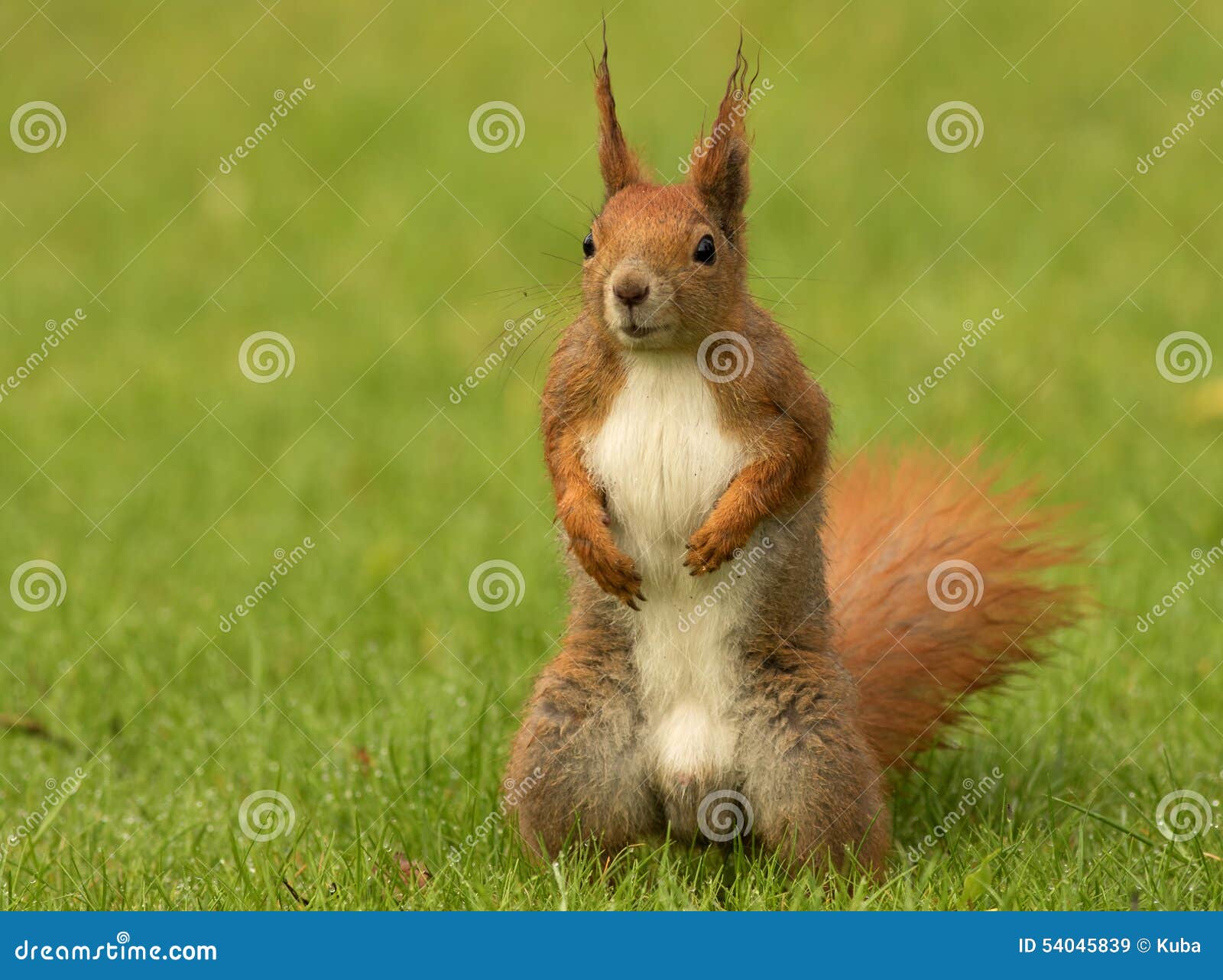 Línea de producción automática de mantequilla de maní | Peanut Processing  Machine Manufacture and Supplier - Peanut Processing Machine Manufacture  and Supplier, image size:1600x1282