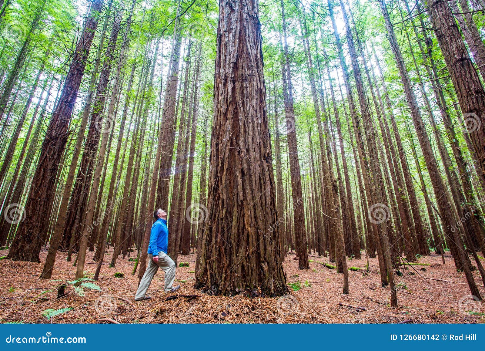 viewing the redwoods - rotorua