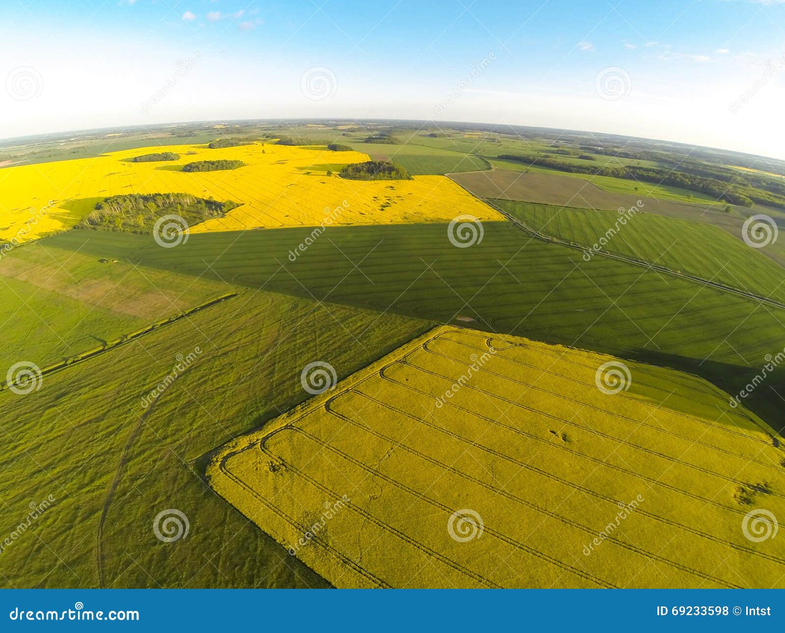 areal view of blooming raps field