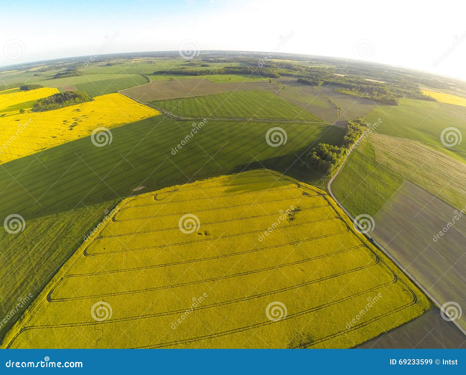 areal view of blooming raps field