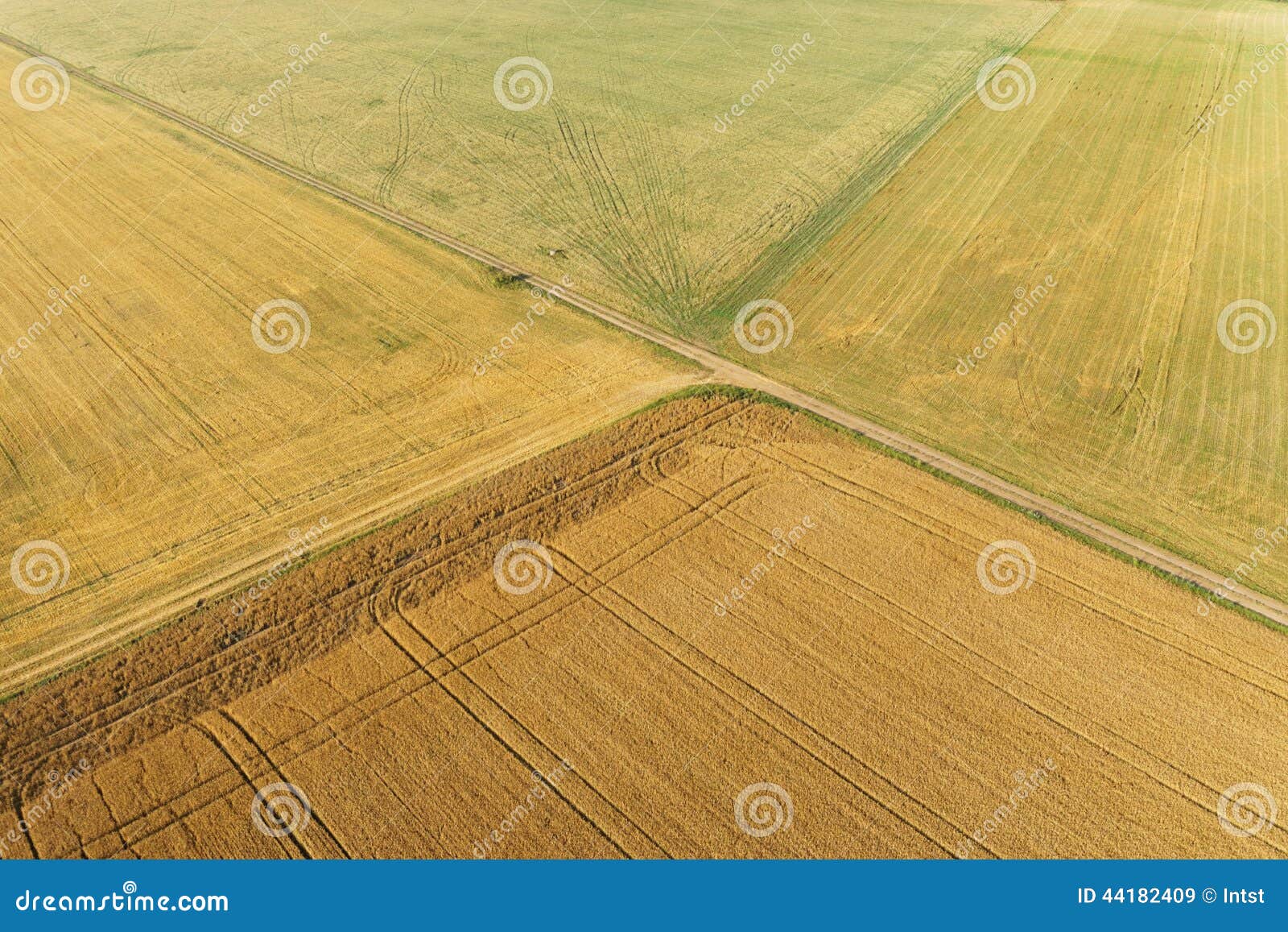 areal view of corn field