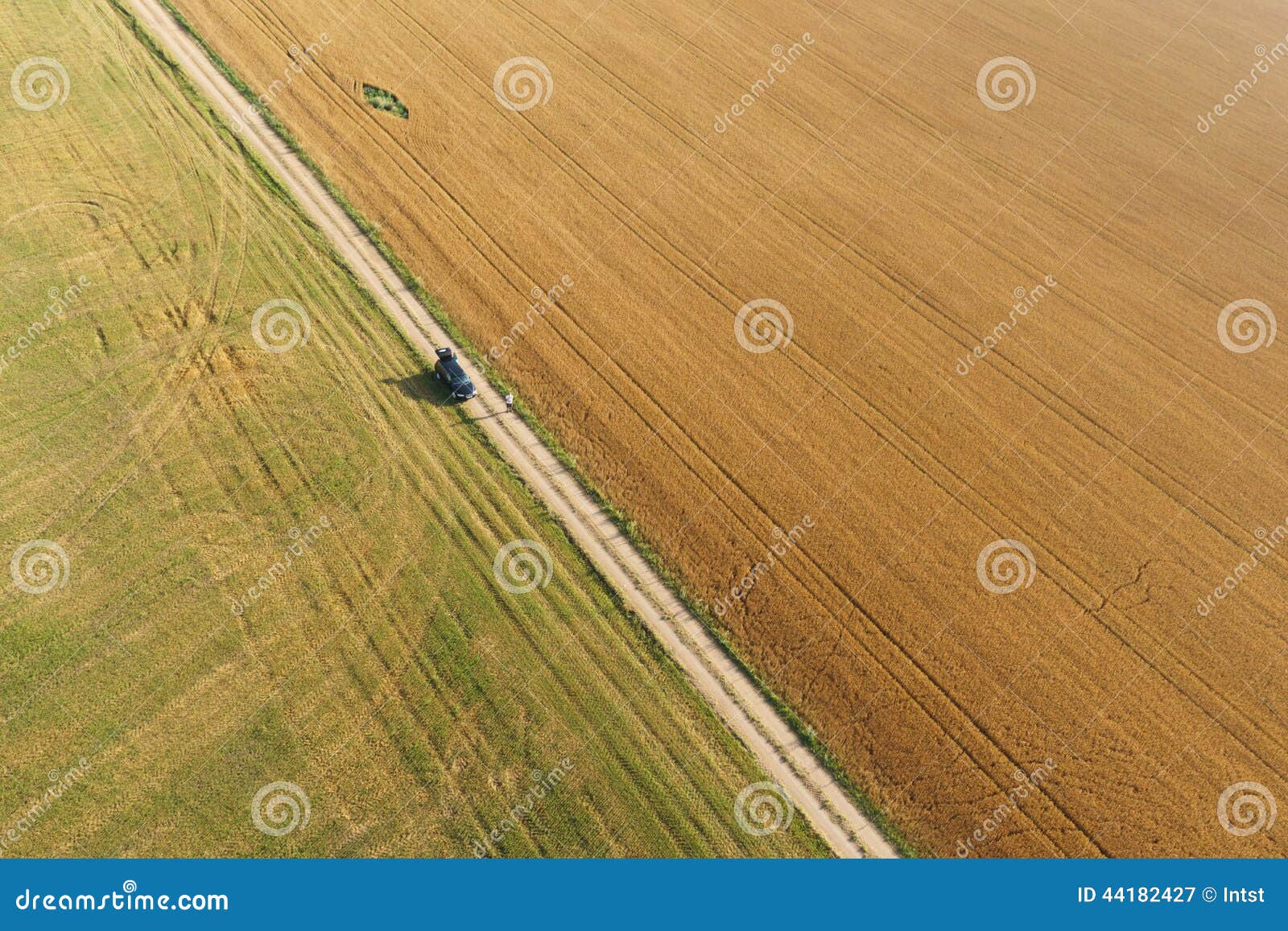 areal view of corn field