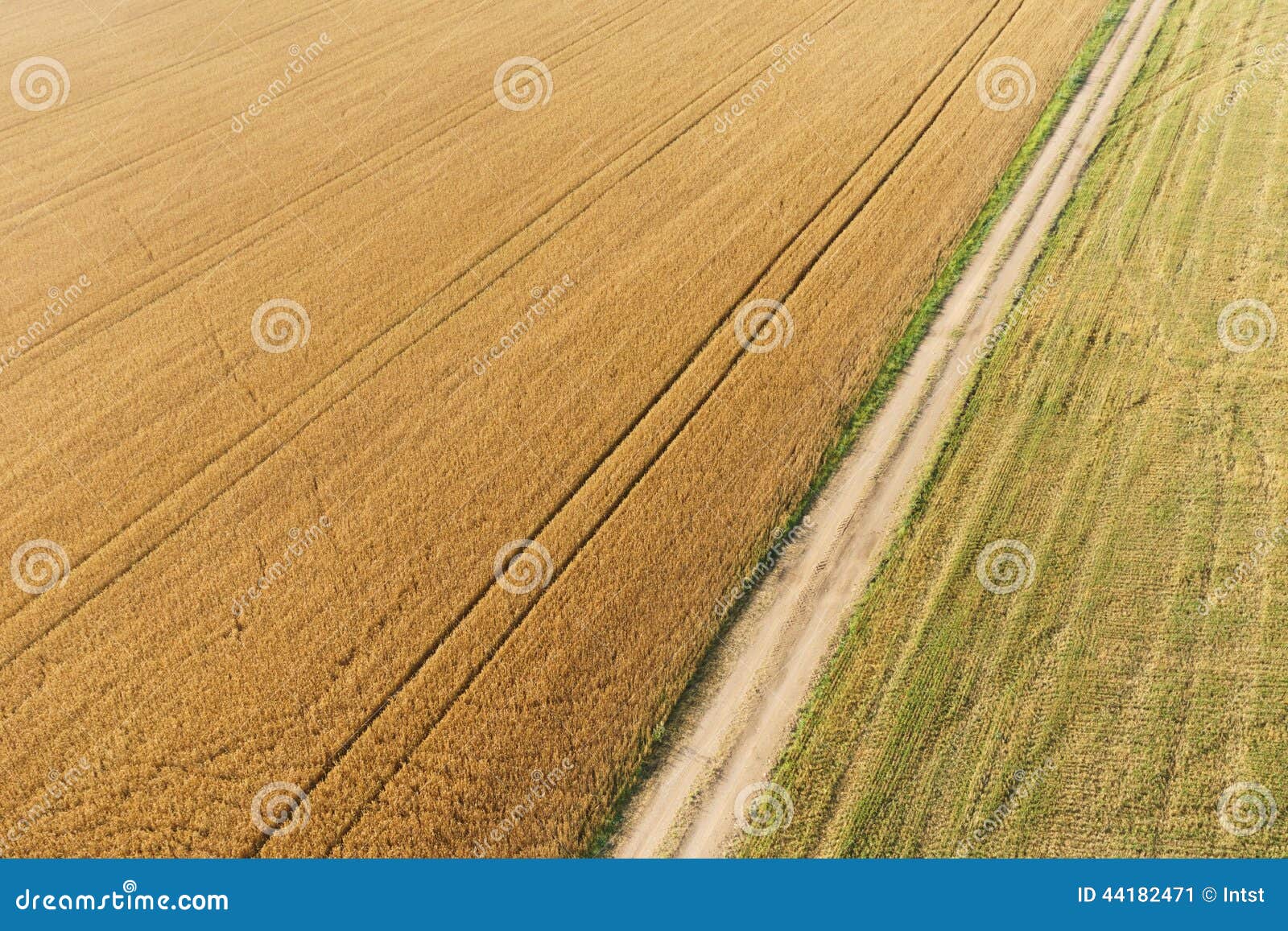 areal view of corn field