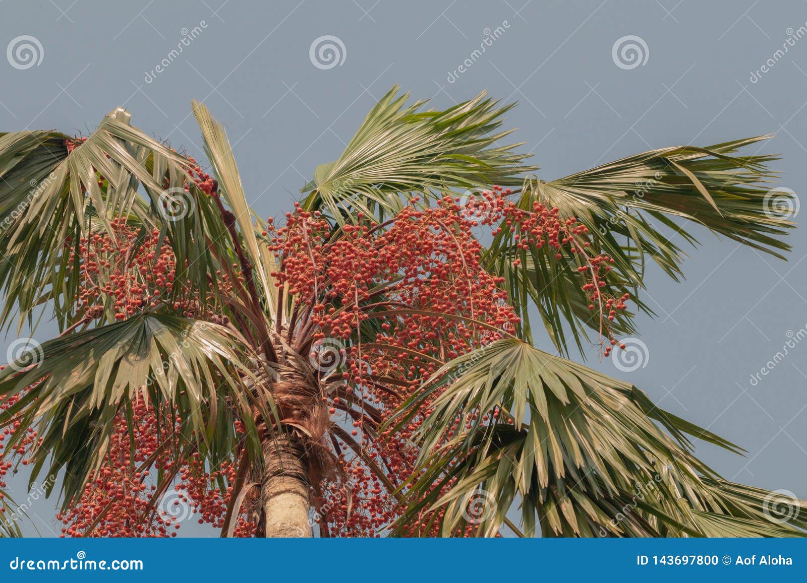 Areca catechu or betel nut is colorful in a garden.common names including the areca palm, areca nut palm, betel palm, Indian nut.
