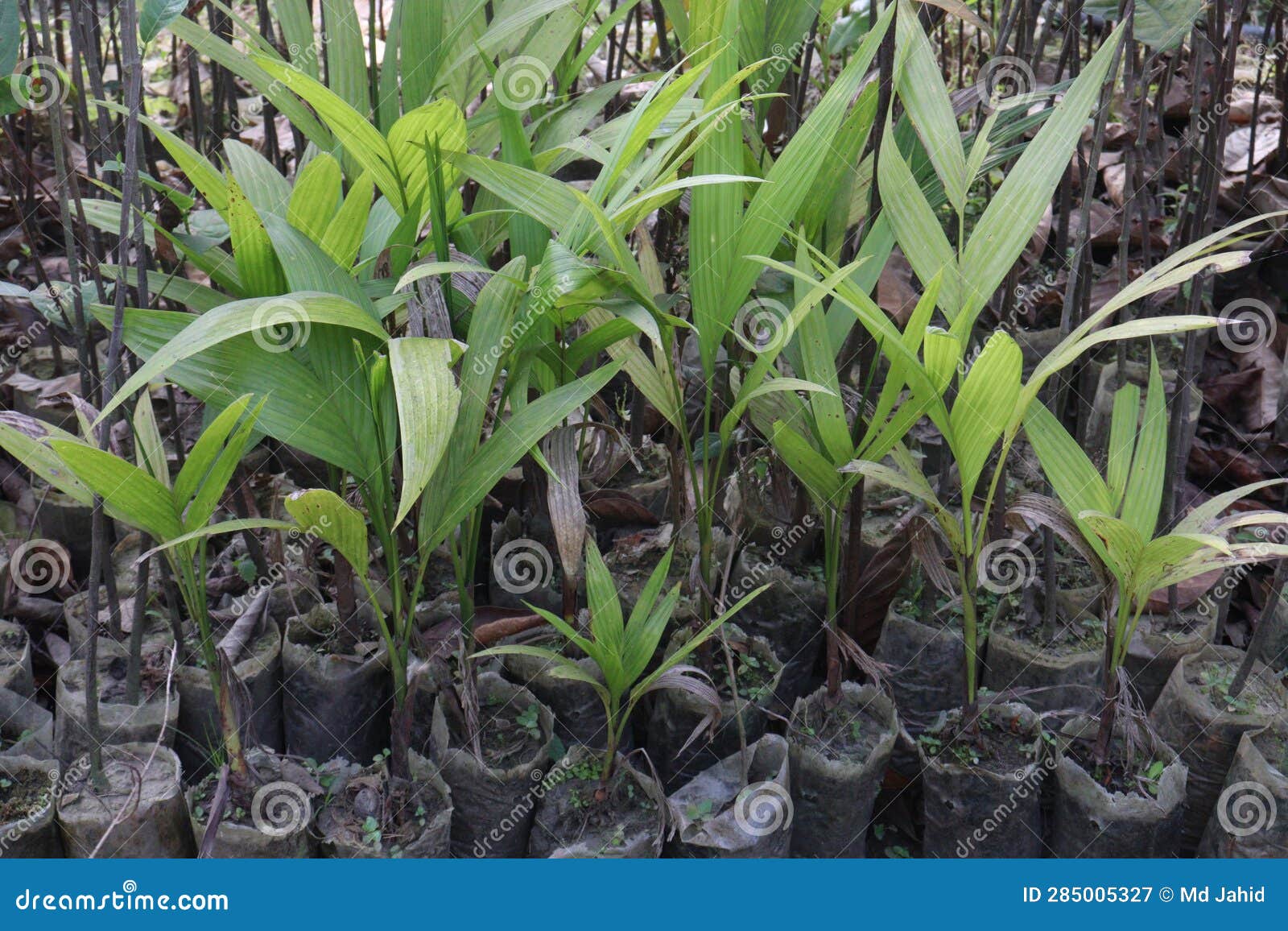 Areca Nut Tree Plant on Nursery for Harvest Stock Image Image of