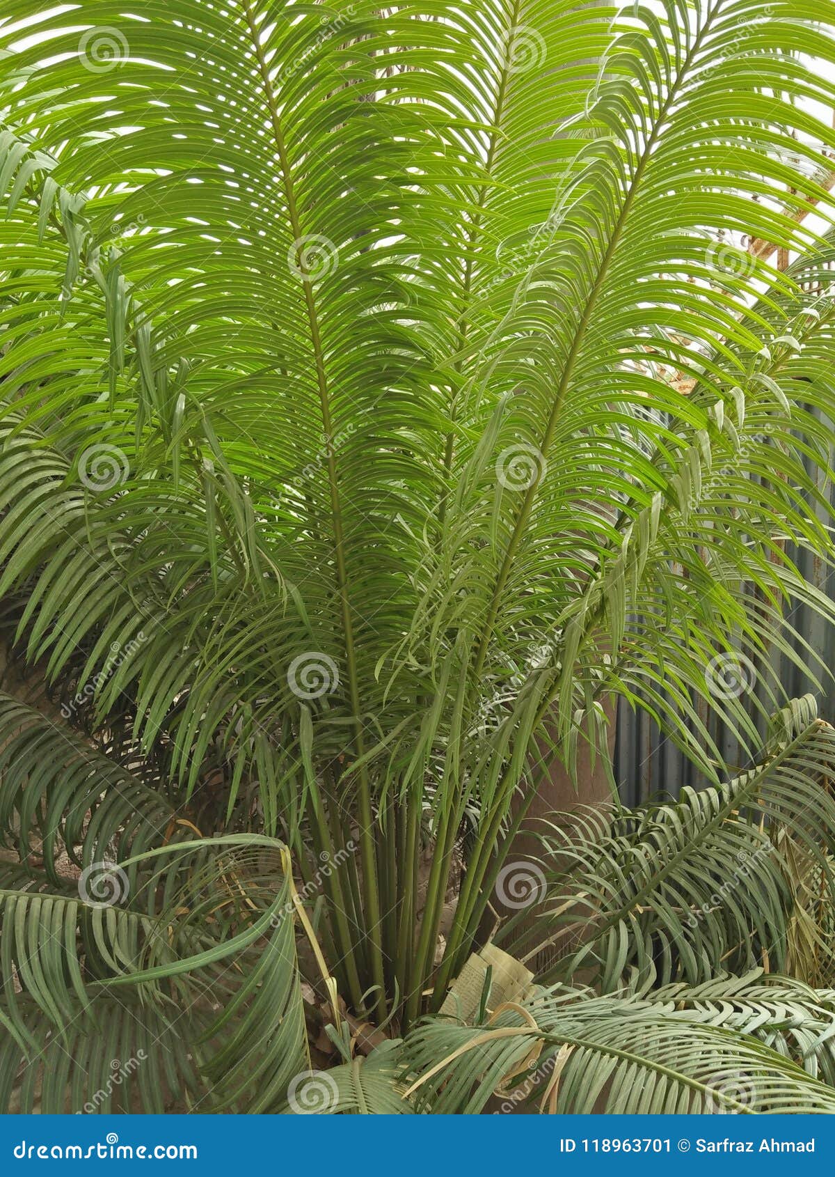 Areca Palm X22 Dipsis Lutscens Stock Image Image Of Dipsis