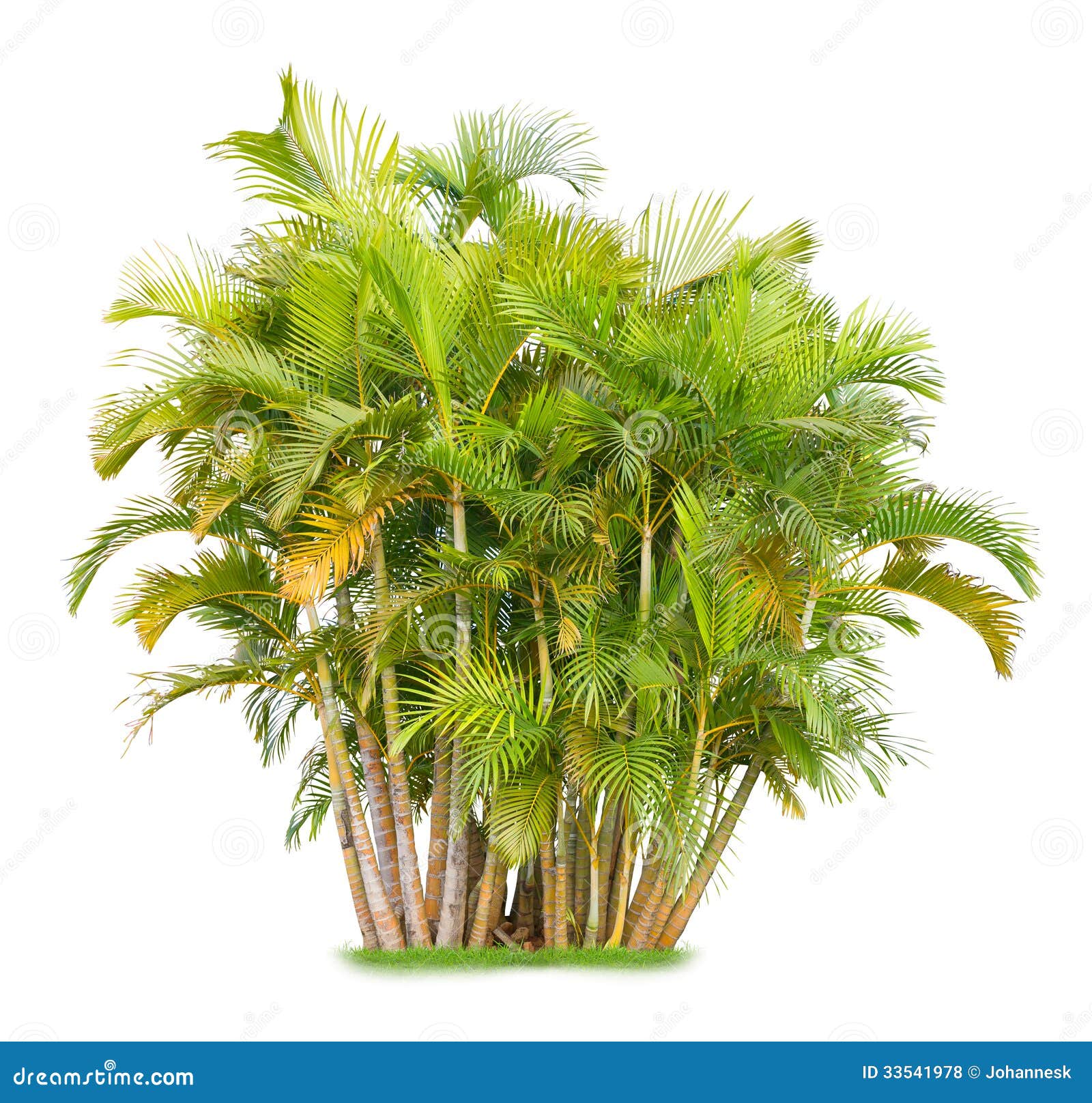 Areca palm stock photo. Image of botany, exotic, summer 33541978