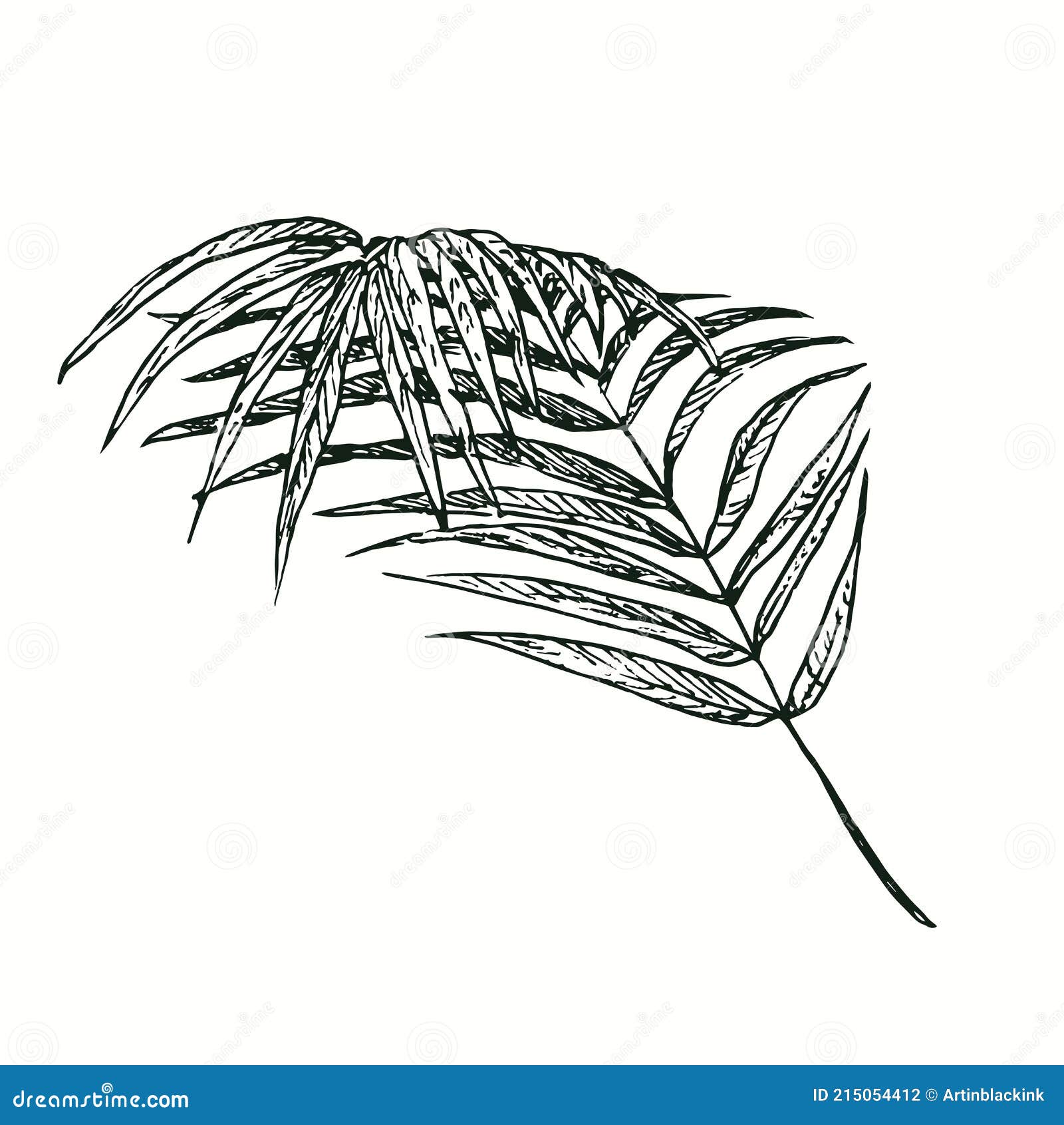 Palm Leaf Sketch Images  Browse 50534 Stock Photos Vectors and Video   Adobe Stock