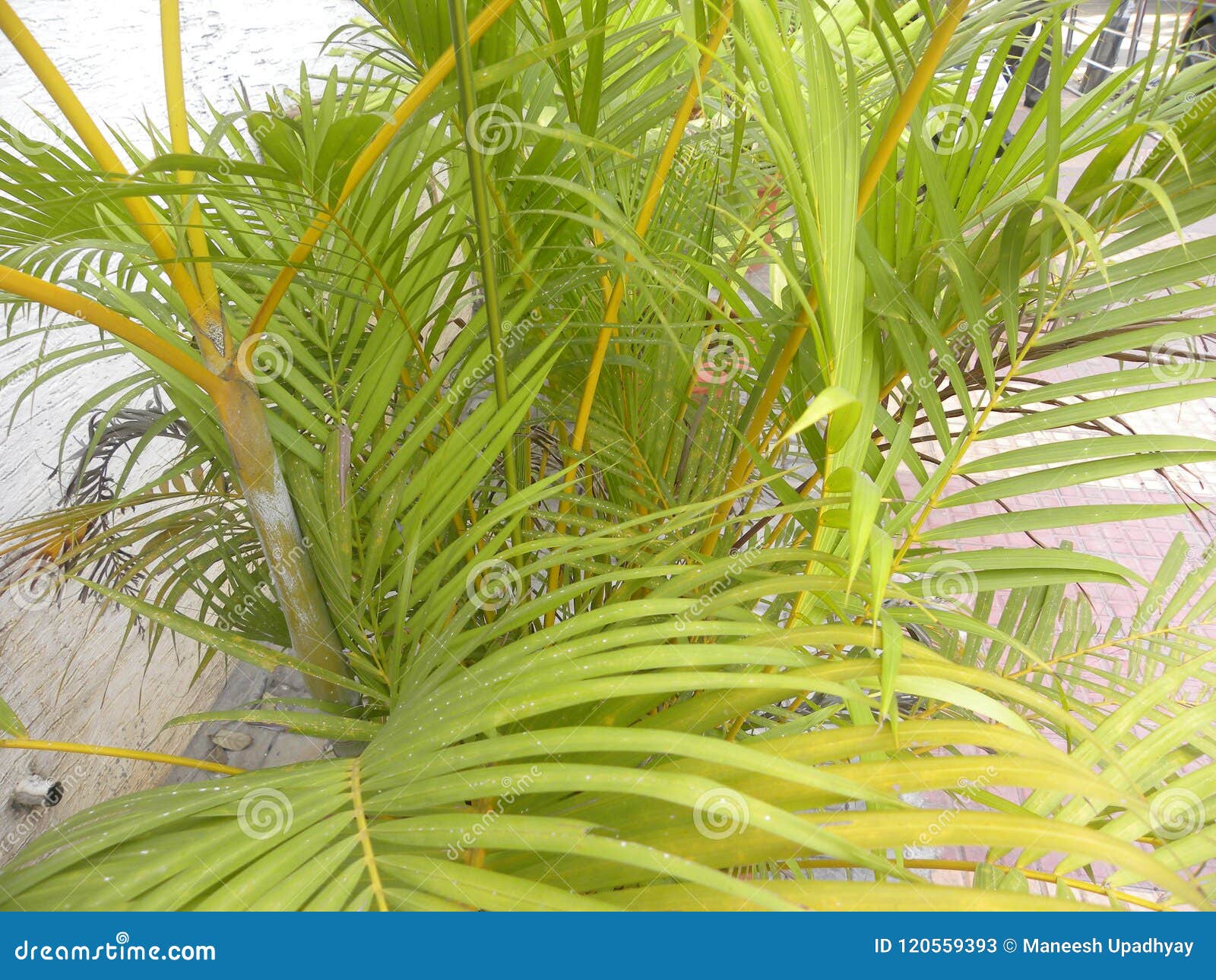 Areca Palm Plants In Garden Stock Image Image Of Freshness