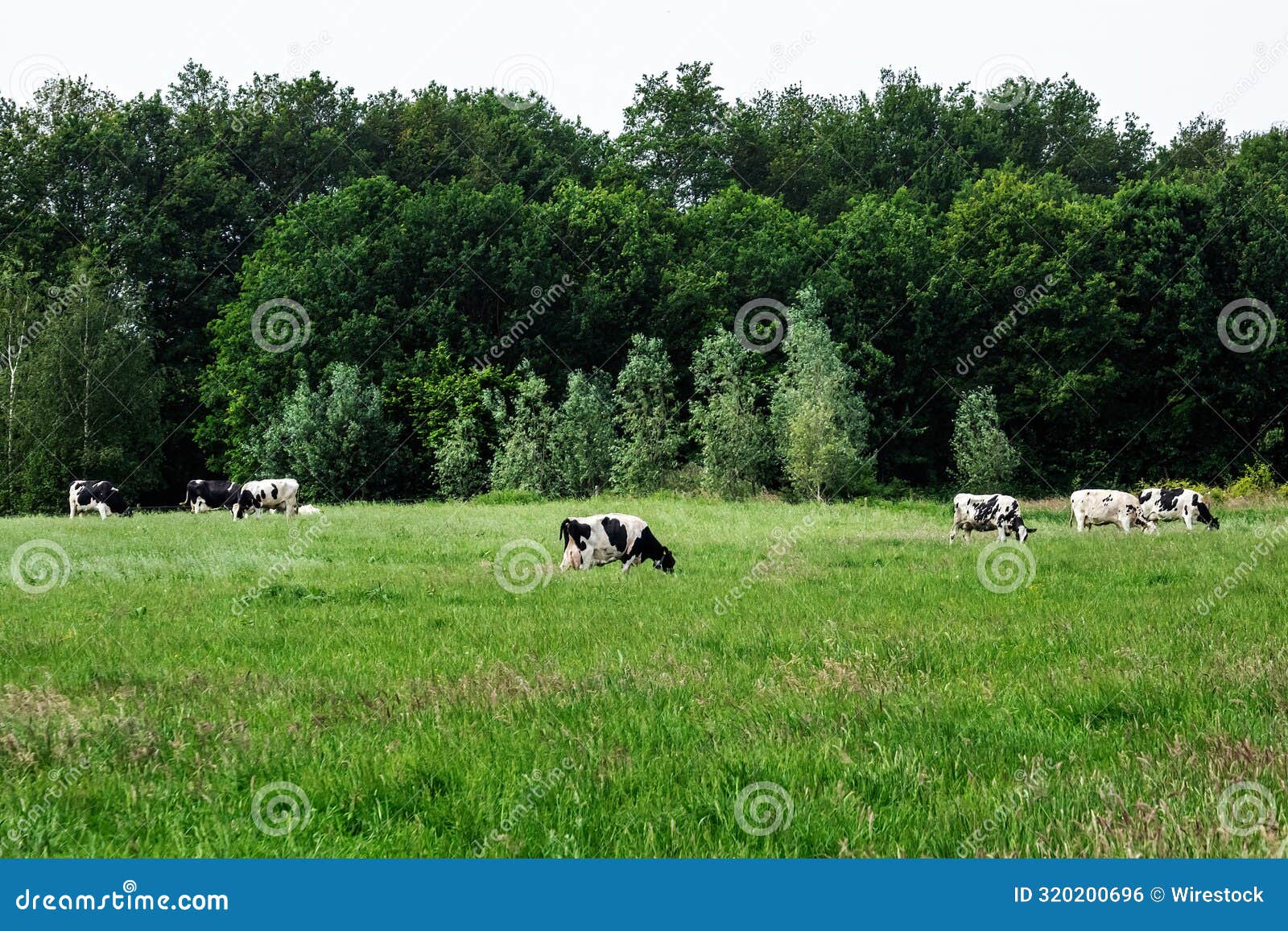 areen grassland pasture with friesian cows grazing next to the woods in achterhoek, the netherlands