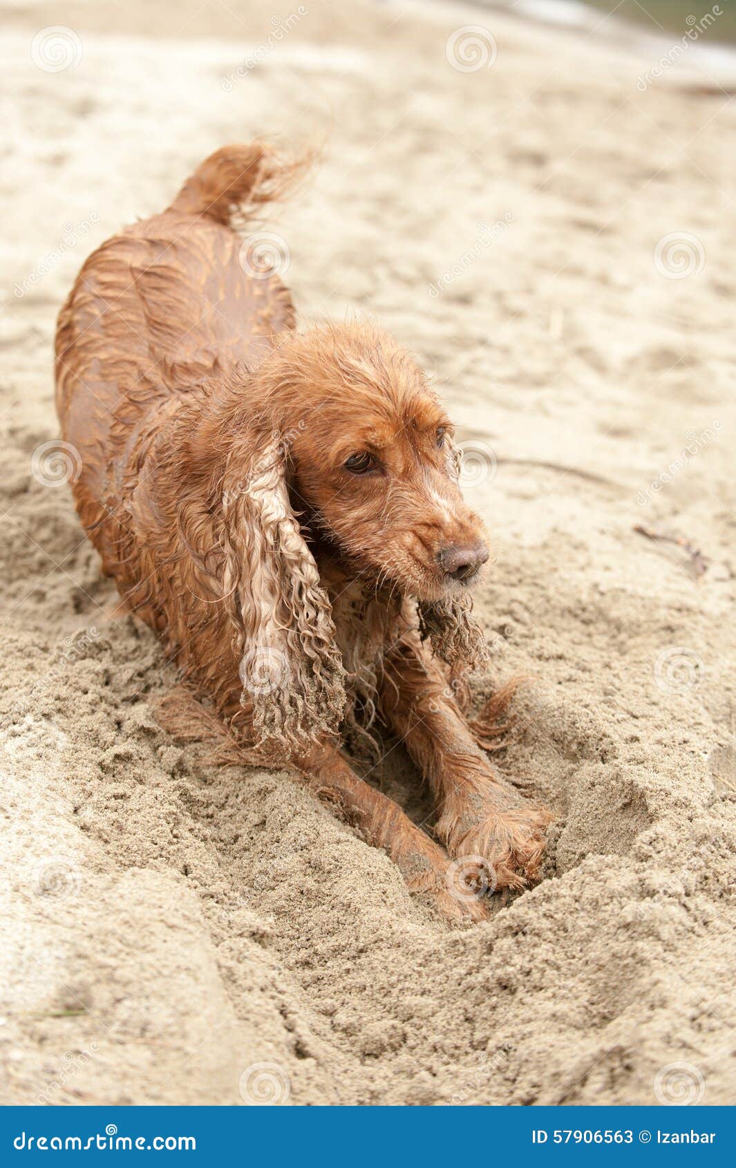 Arena De Excavacion Del Perrito Del Ingles Del Perro Recien Nacido De Cocker Spaniel Imagen De Archivo Imagen De Playa Mascota Arena De Excavacion Del Perrito Del Ingles Del Perro Recien Nacido De Cocker Spaniel Imagen De Archivo Imagen De Playa Mascota