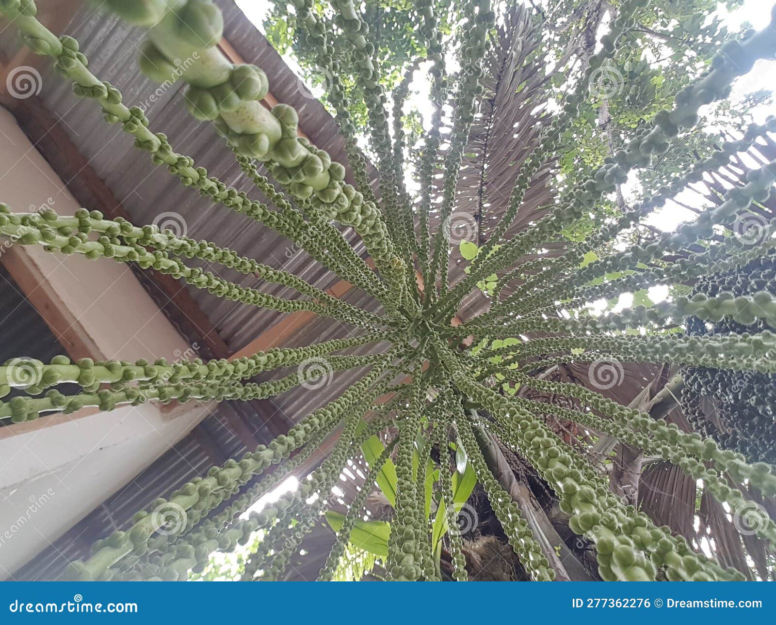 Arenga Pinnata stock photo. Image of palm, arenga, tree - 277362276