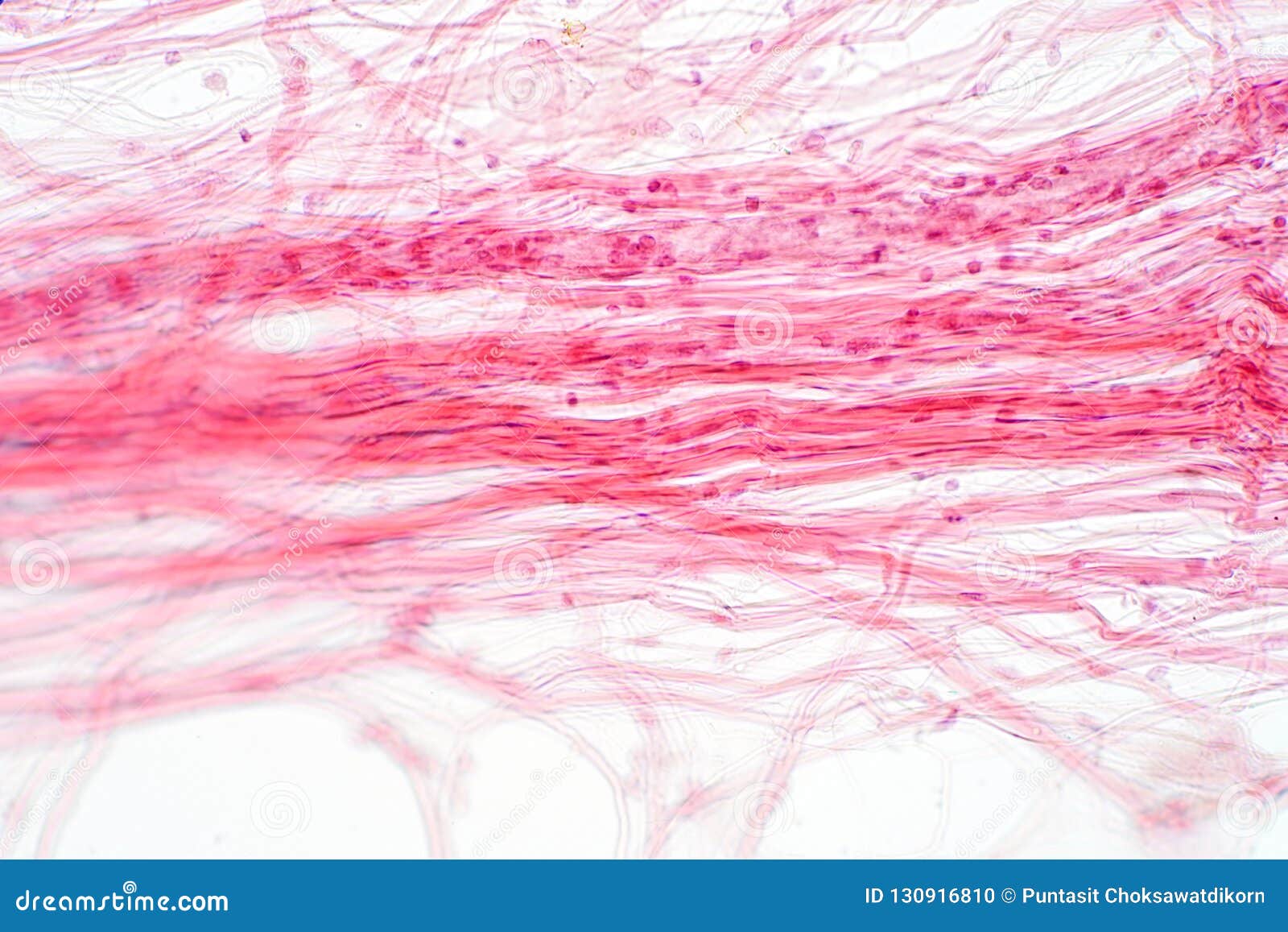areolar connective tissue under the microscope view.