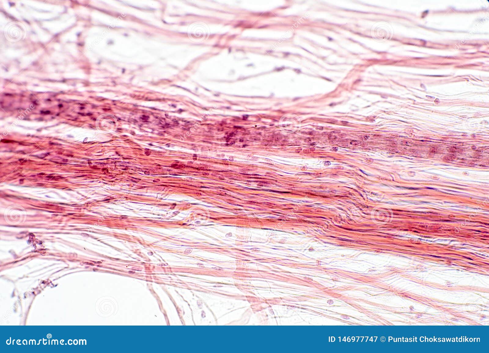 areolar connective tissue under the microscope view