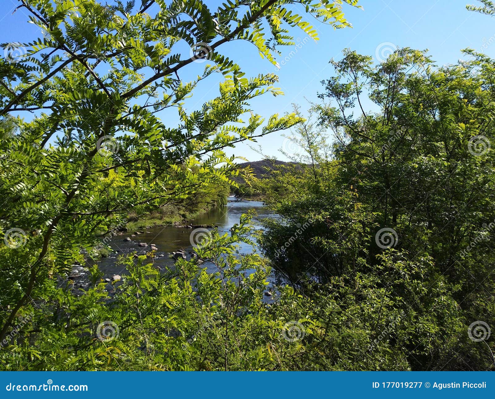 argentina, cordoba, nature, trees, wind, freedom