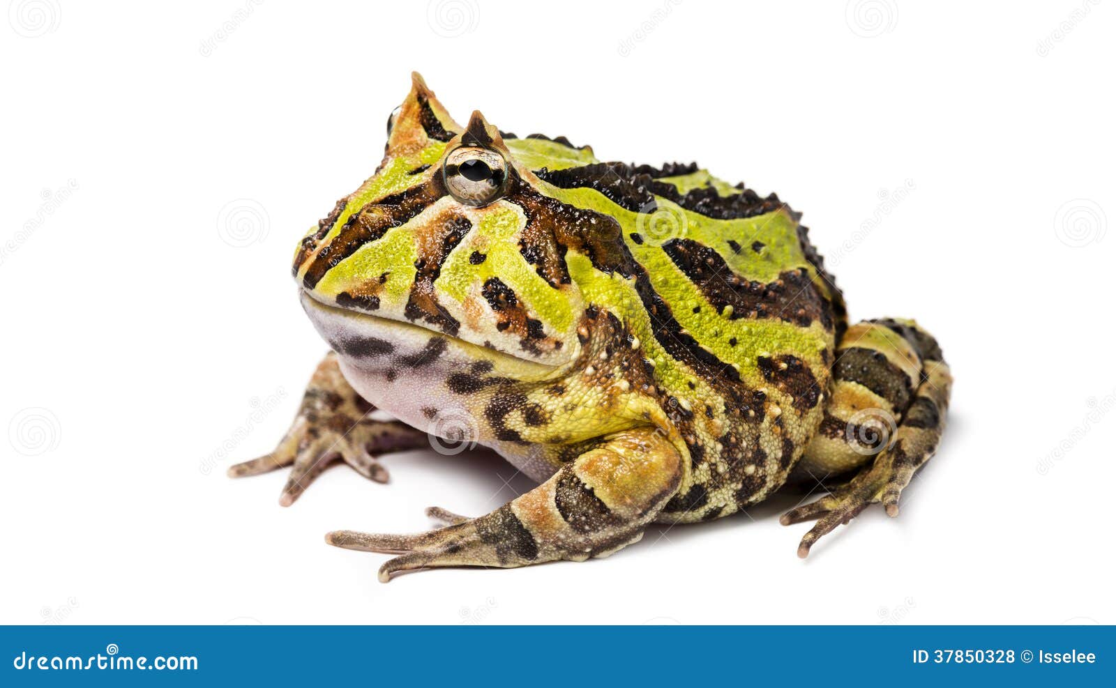 argentine horned frog, ceratophrys ornata