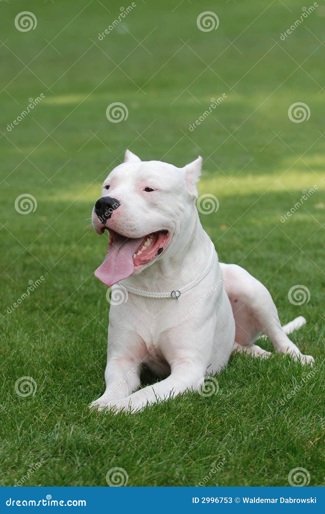 argentinian dog/dogo argentino