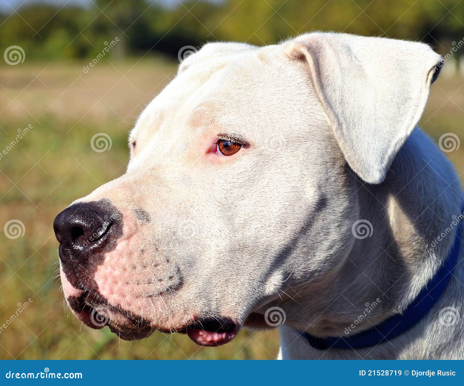 Argentinischer Hund/Dogo Argentino Stockbild Bild von argentinisch