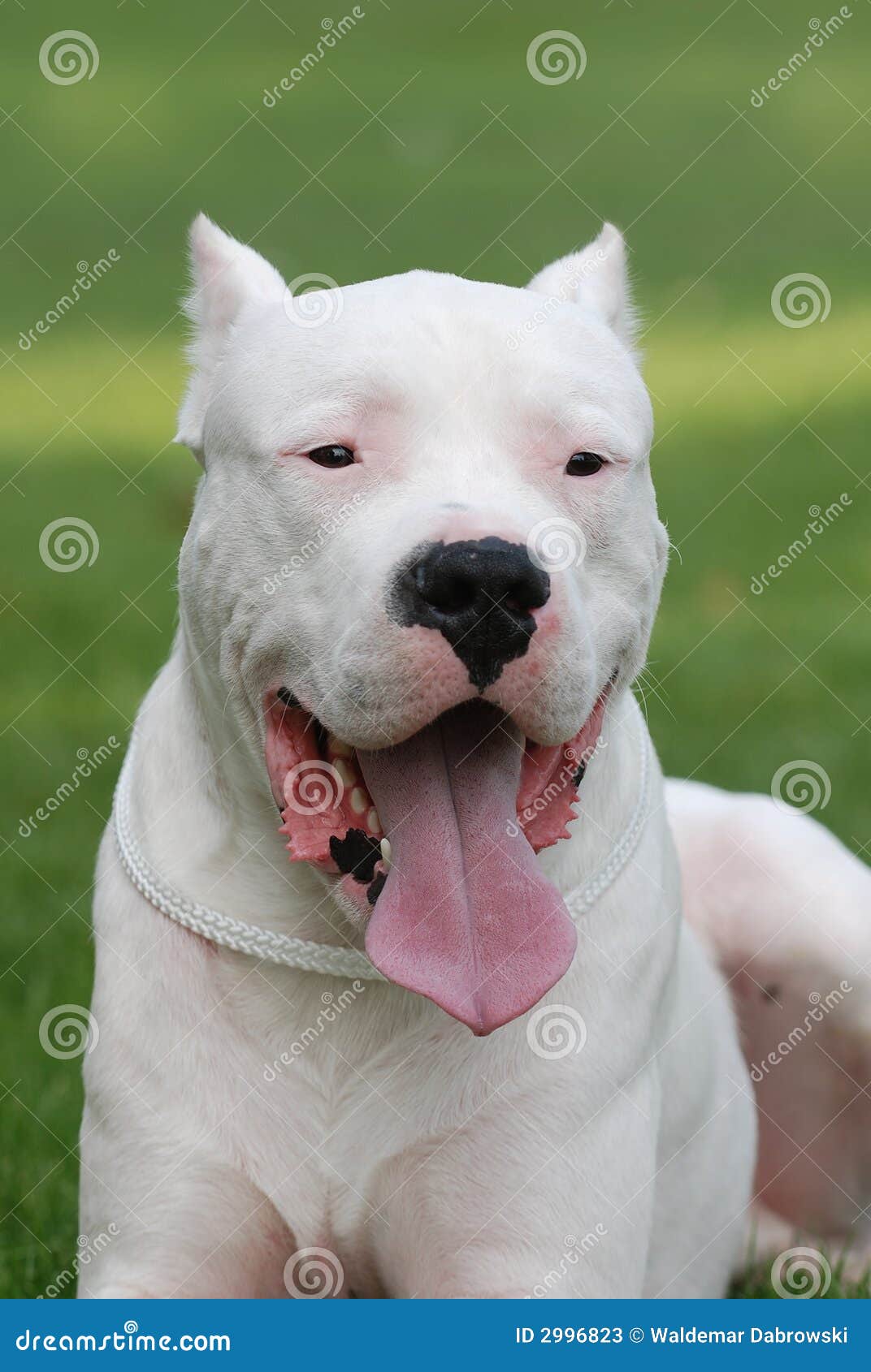 Argentinischer Hund/Dogo Argentino Stockbild Bild von portrait, tiere