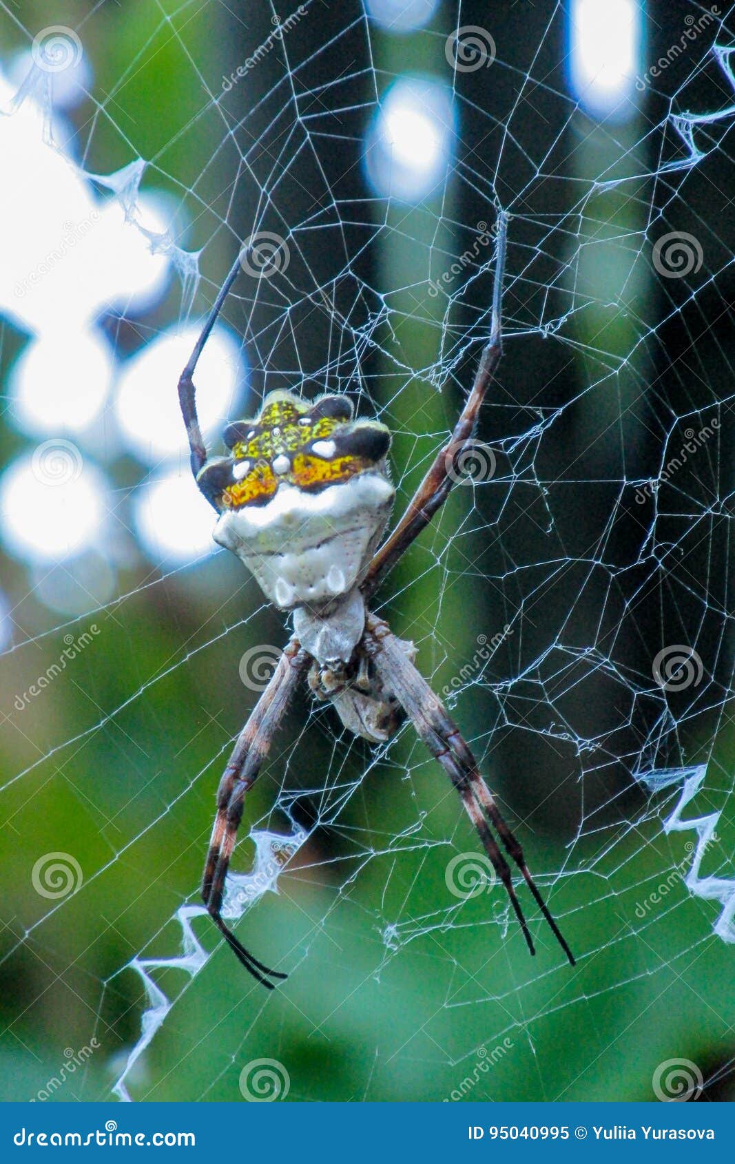 Argiope Argentata银花园蜘蛛库存图片 图片包括有无脊椎 生物反馈 蜘蛛纲的动物