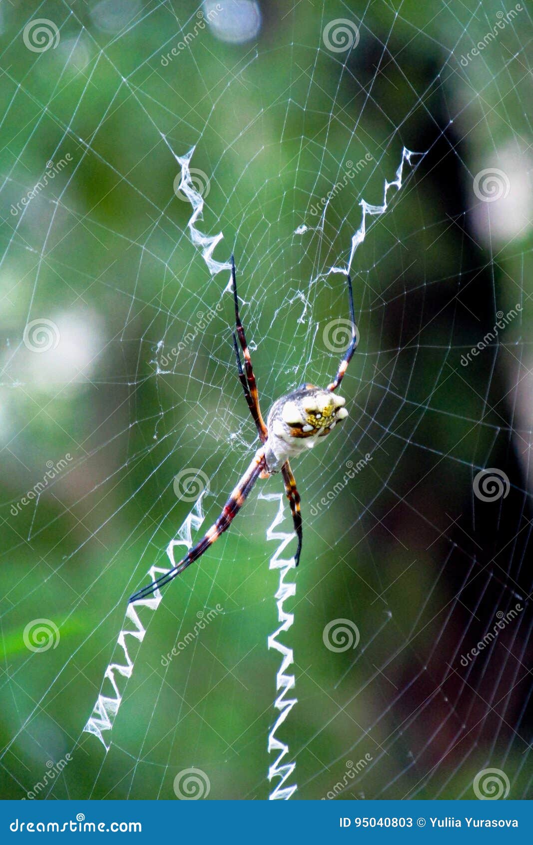 Argiope Argentata Silver Garden Spider Stock Image Image Of