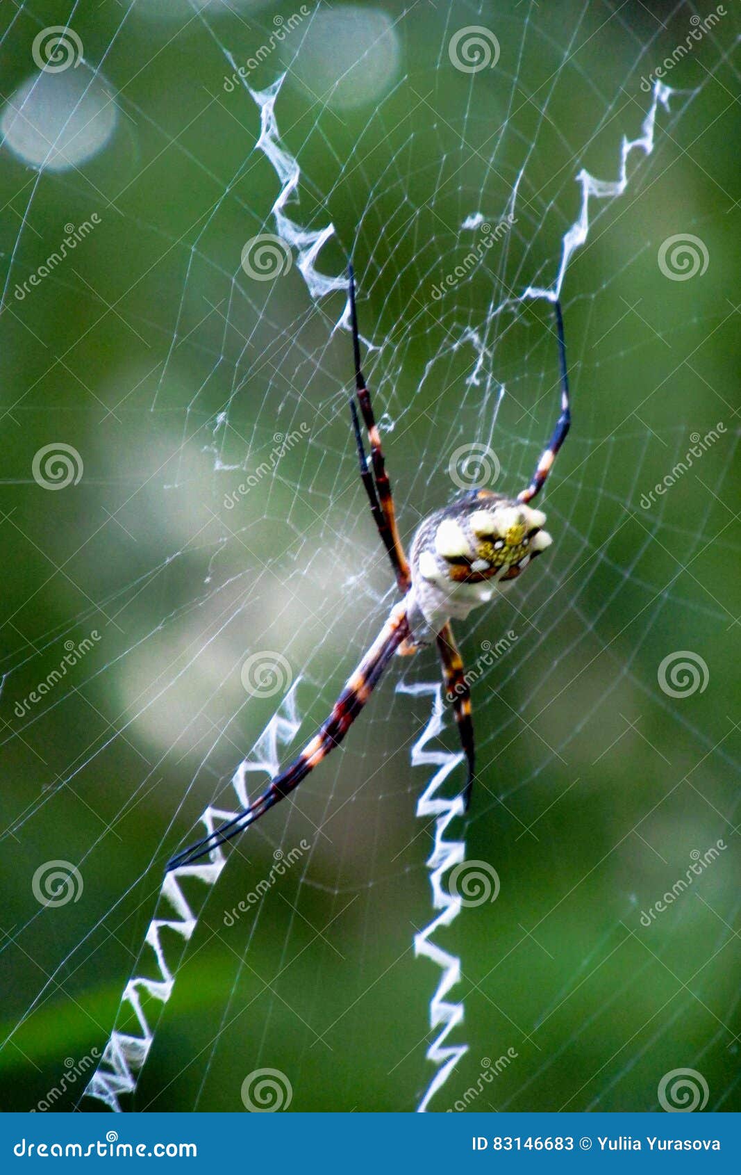 Argiope Argentata Silver Garden Spider Stock Image Image Of
