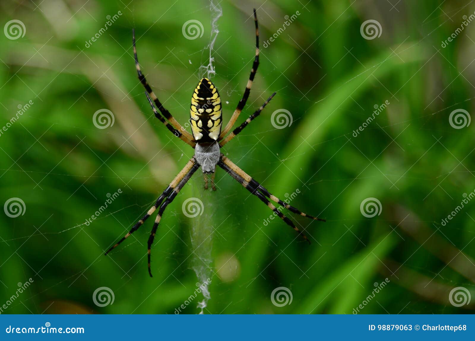 Black And Yellow Garden Spider Stock Image Image Of Harmless