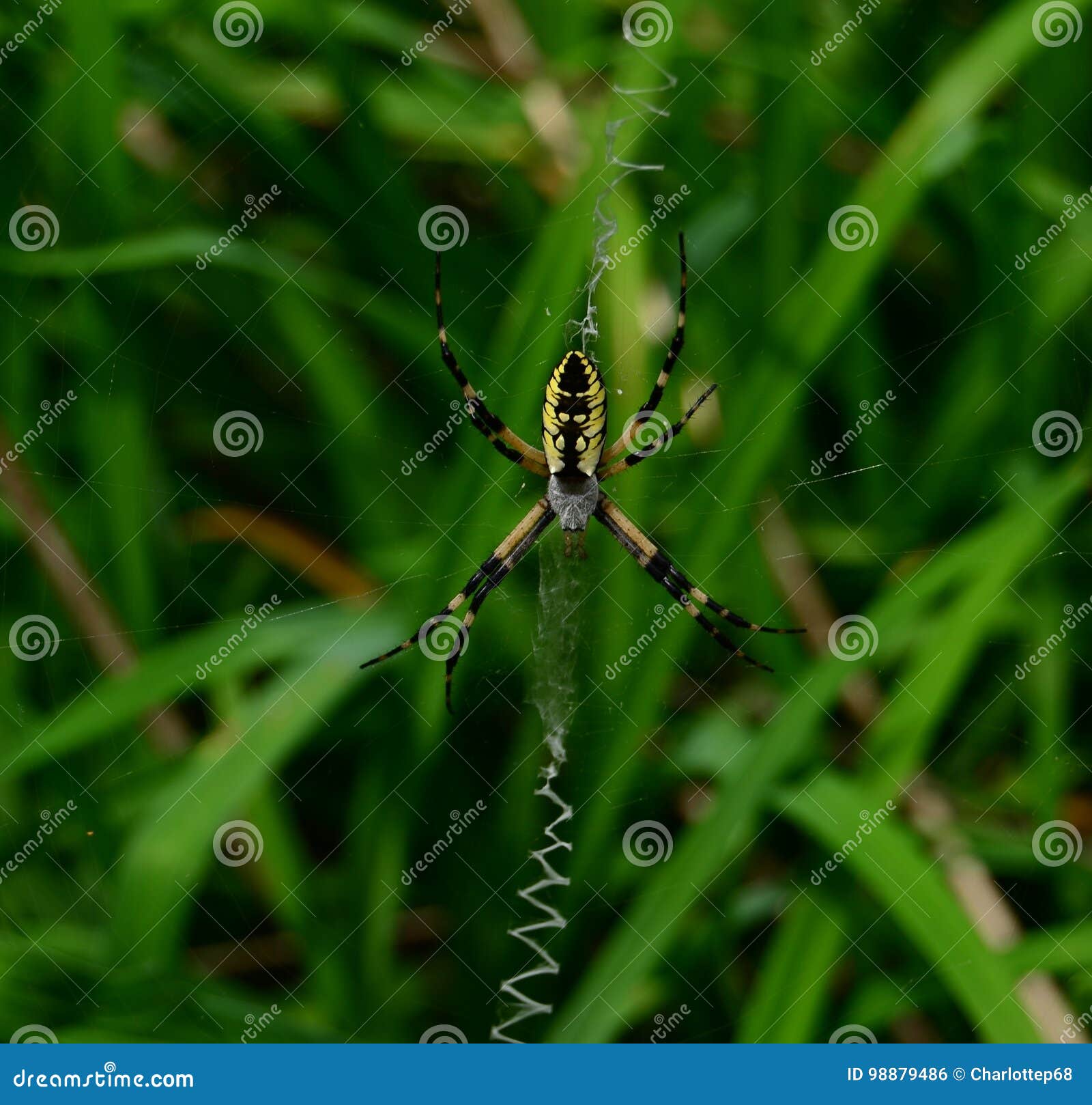 Black And Yellow Garden Spider Stock Photo Image Of Circular