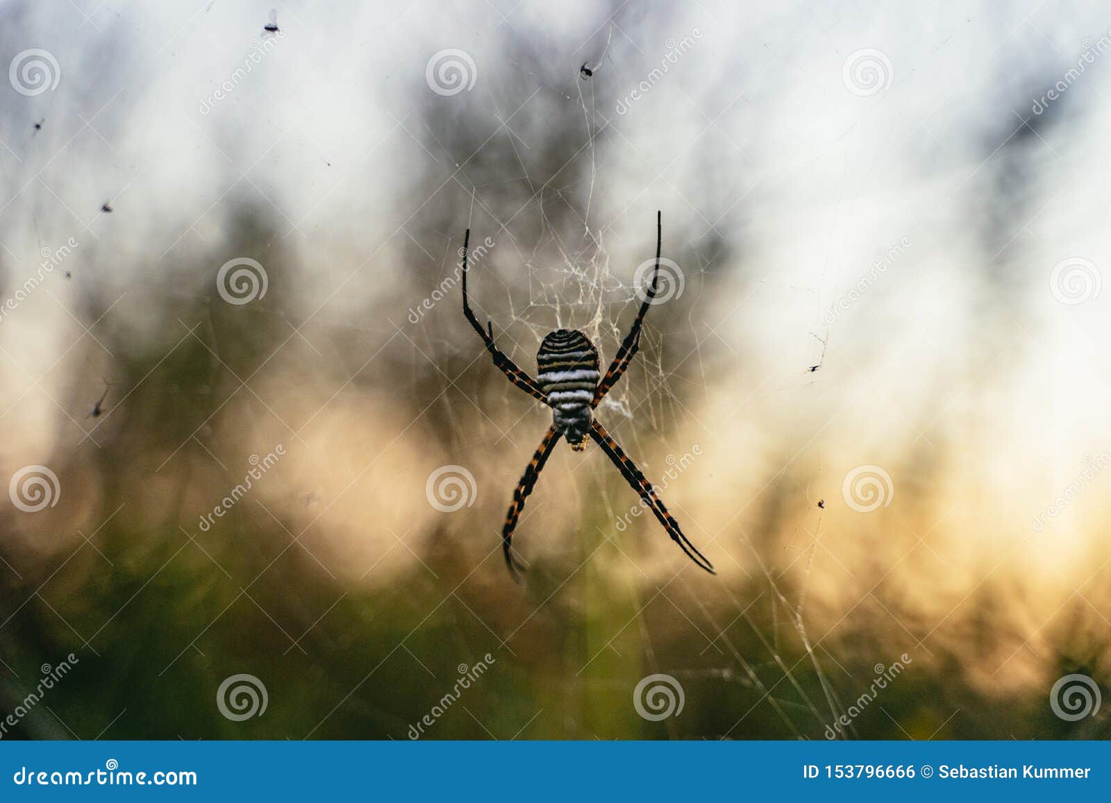 Argiope Trifasciata Or Banded Orb Weaving Spider Stock Photo