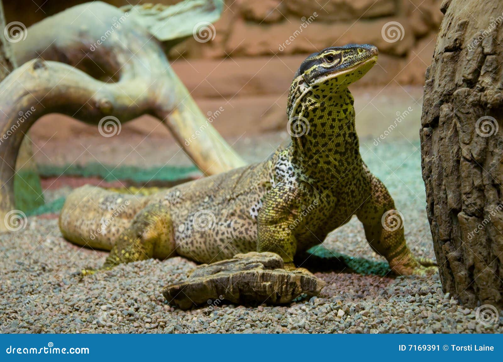 argus monitor lizard for sale argus monitor lizard for sale