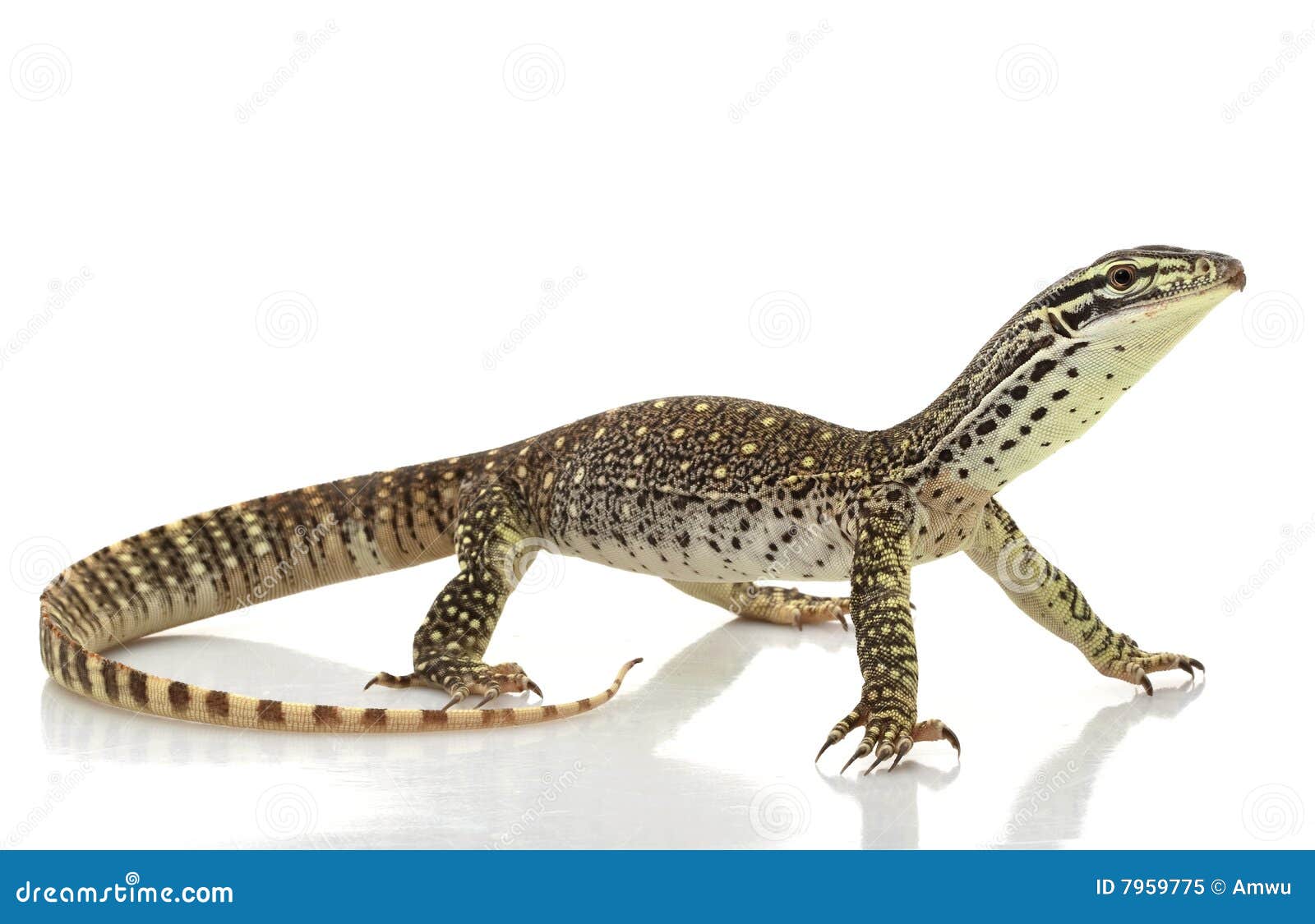 argus monitor lizard