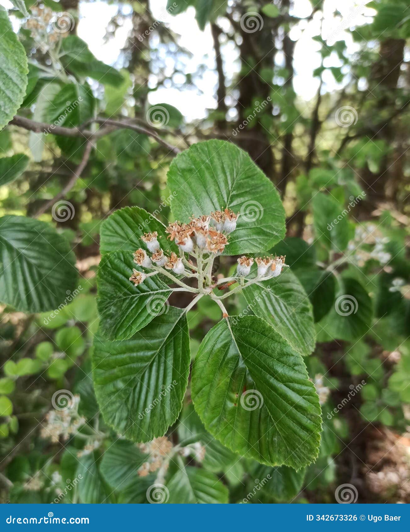 aria edulis - common whitebeam