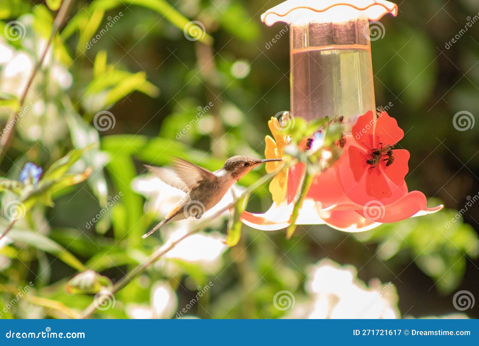 arica hummingbird