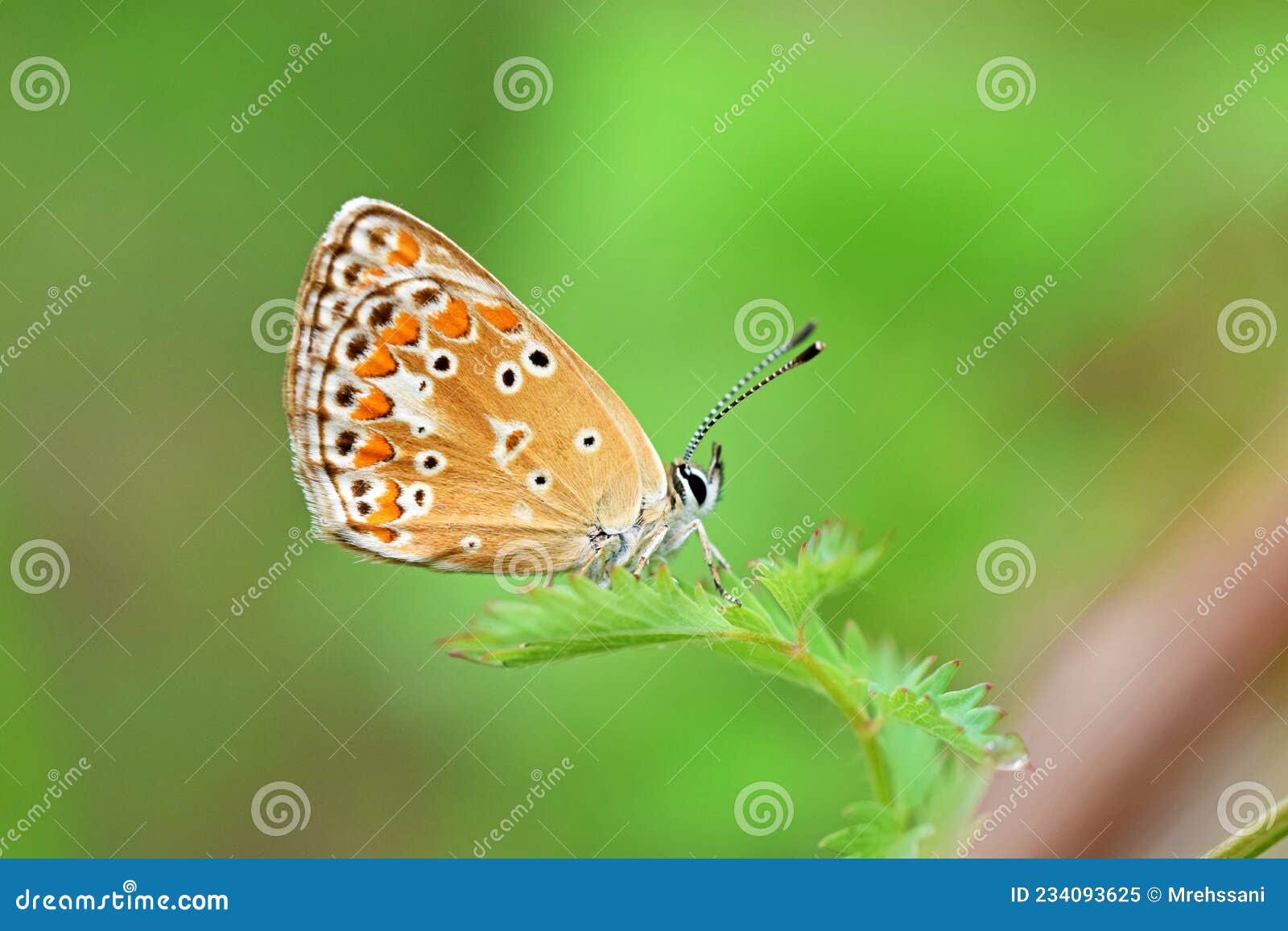 aricia agestis, the brown argus butterfly , butterflies of iran