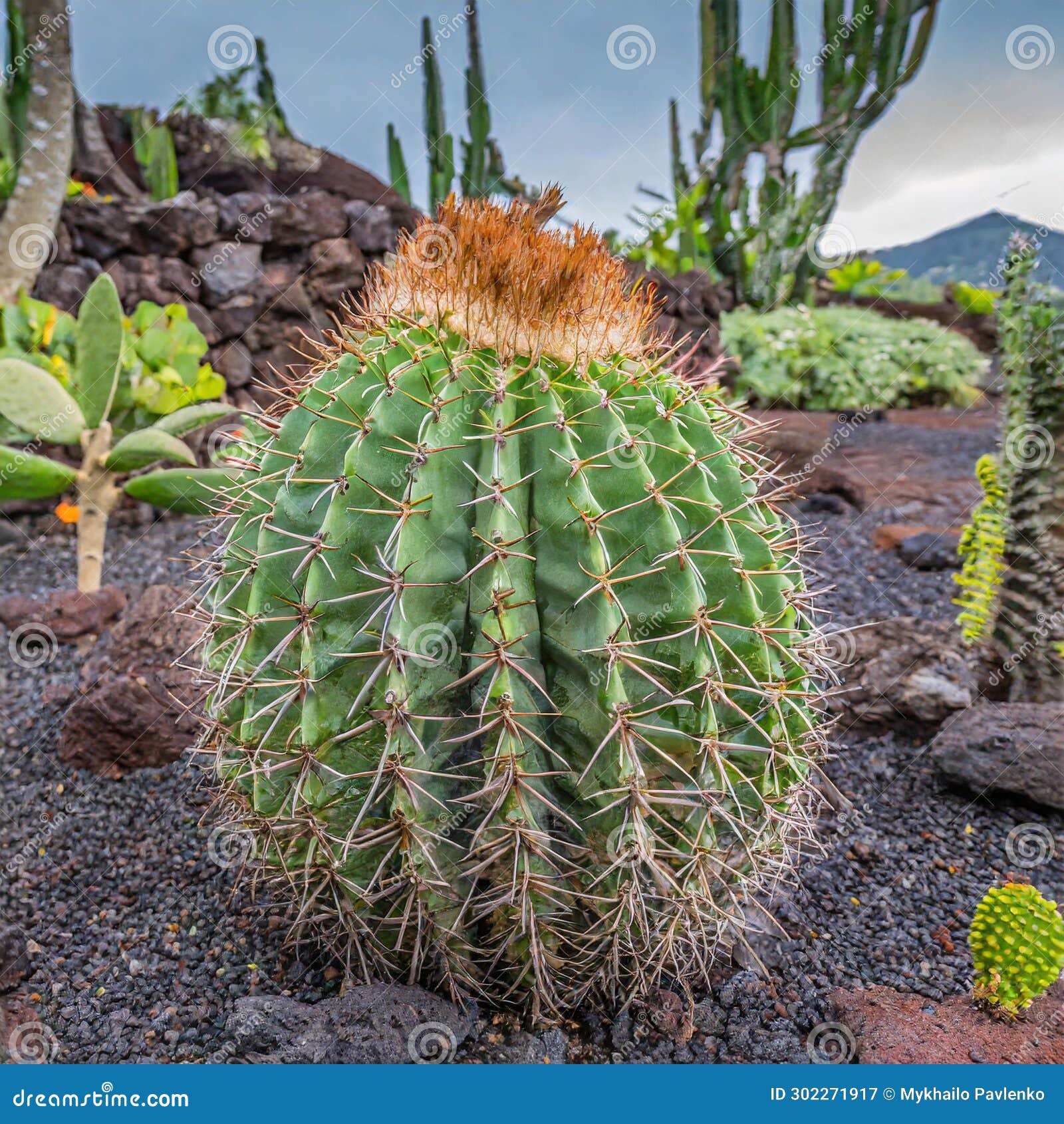 Arid Ecosystem Cacti Flourishing in Harmony with Nature S Design Stock(00)