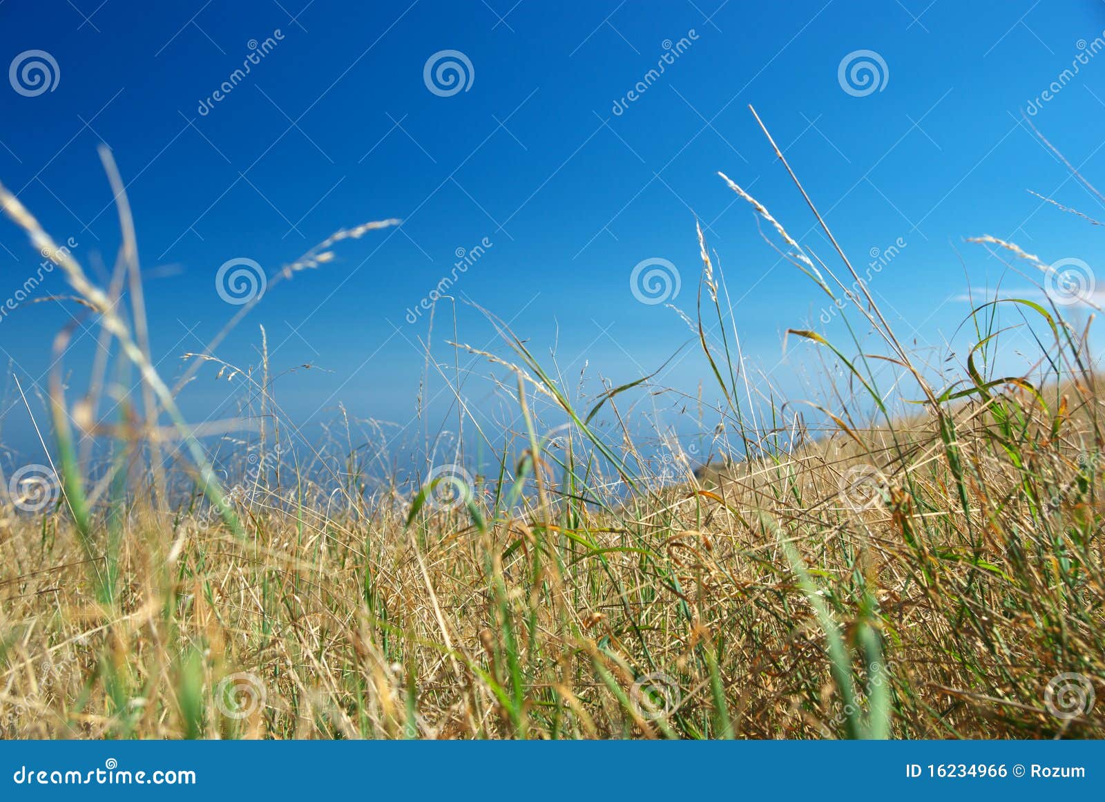 arid grass