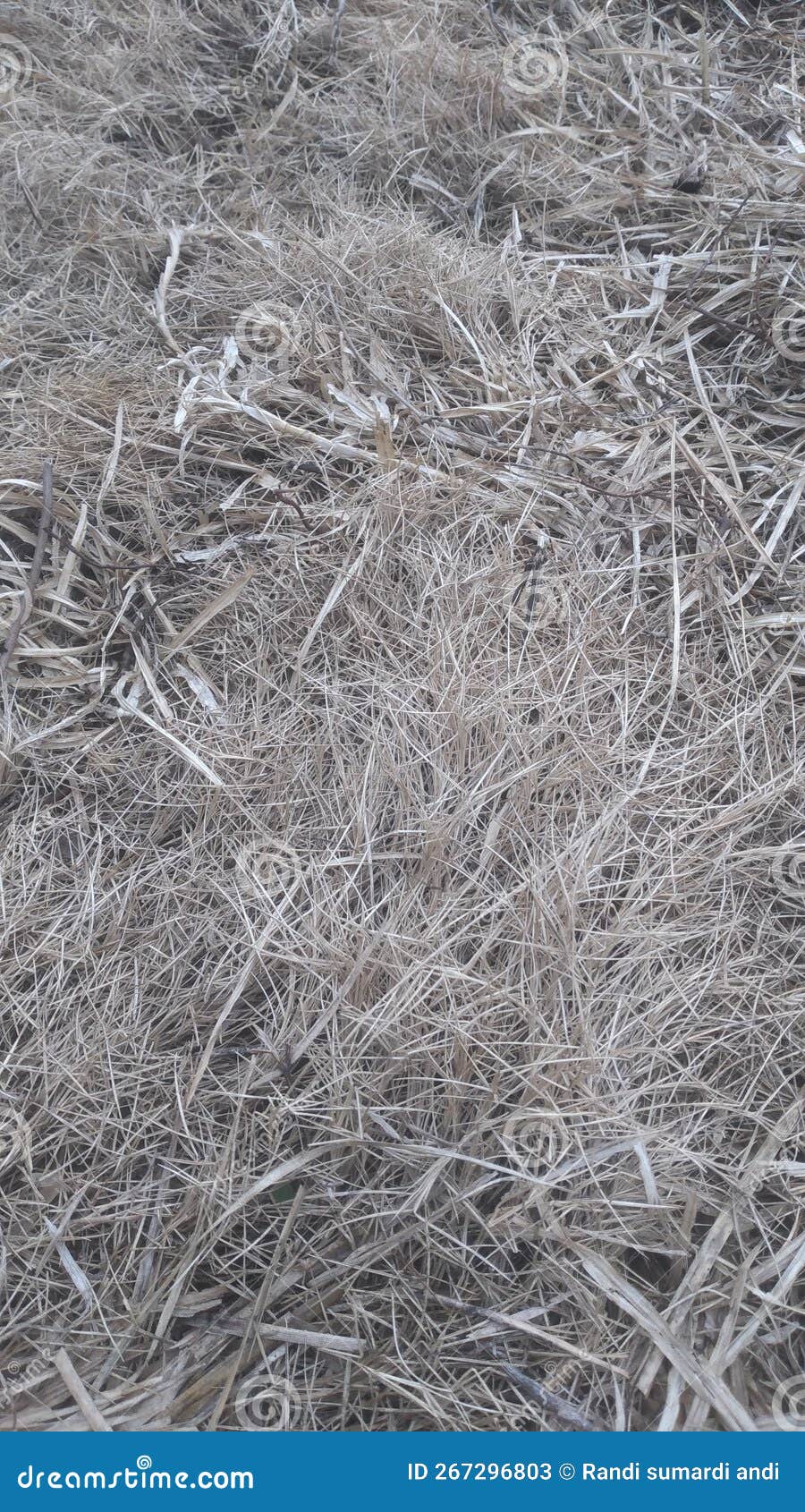 Arid Grass Caused by Excess Heat Stock Image Image of leaf, excess