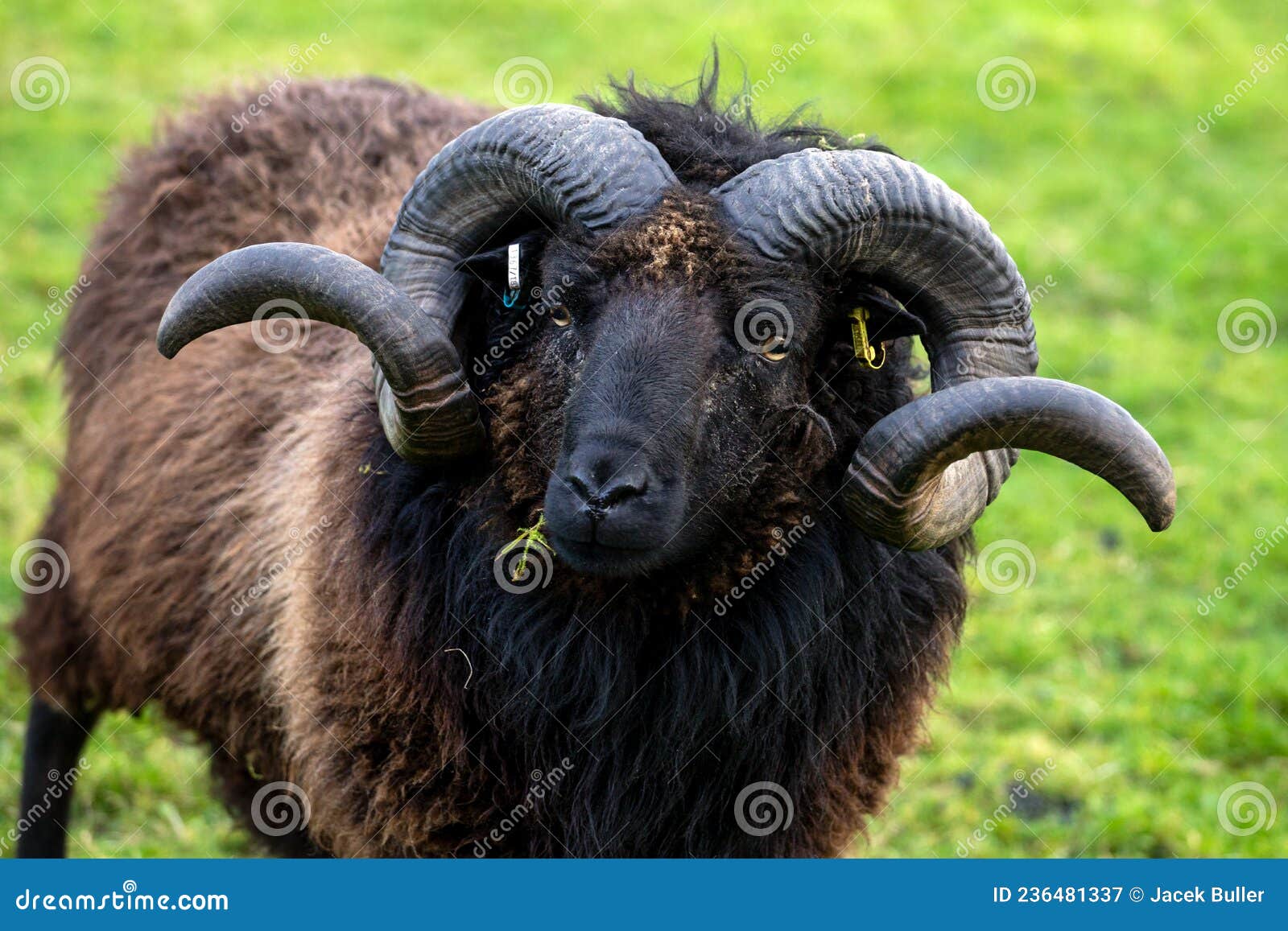 Aries, the Sign of the Zodiac, is Represented by the Animal the Ram. Stock  Image - Image of livestock, animals: 236481337