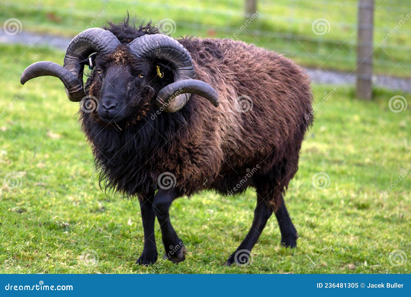 Aries, the Sign of the Zodiac, is Represented by the Animal the Ram. Stock Image - Image of horn, heather: 236481305 Aries, the Sign of the Zodiac, is Represented by the Animal the Ram. Stock Image - Image of horn, heather: 236481305