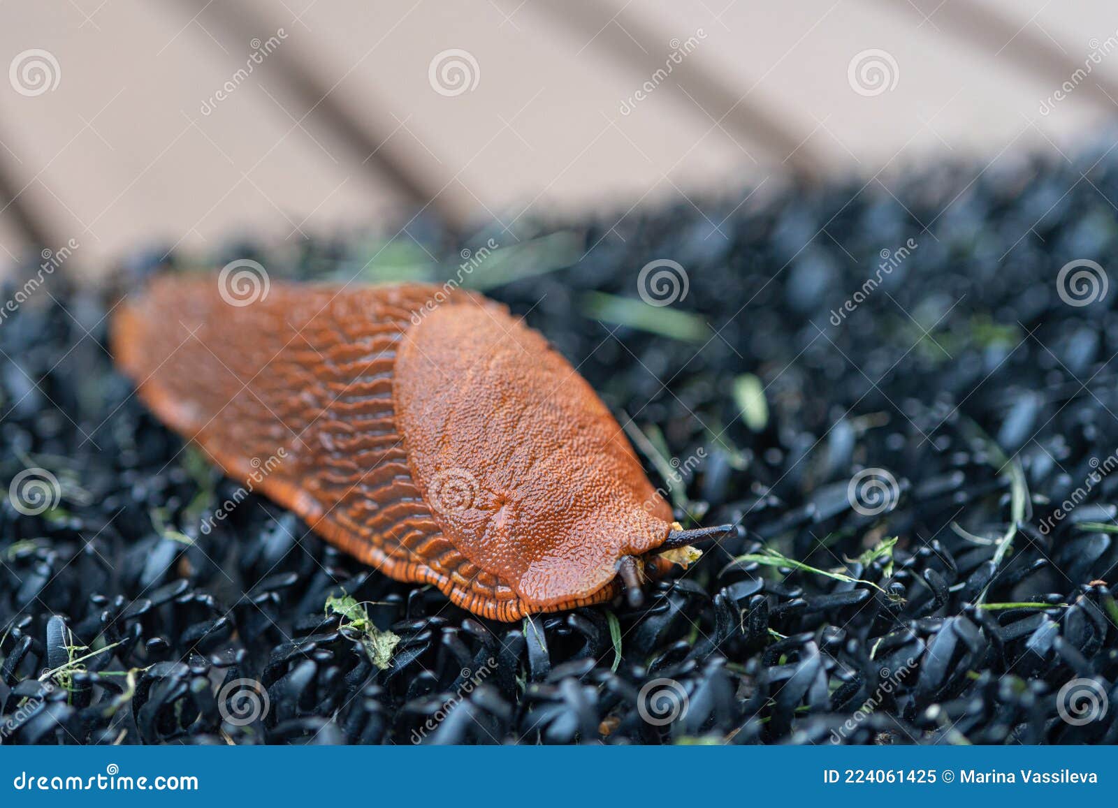 arion lusitanicus - a species of terrestrial gastropod molluscs snails lacking a shell, a slug. representatives of this species ca