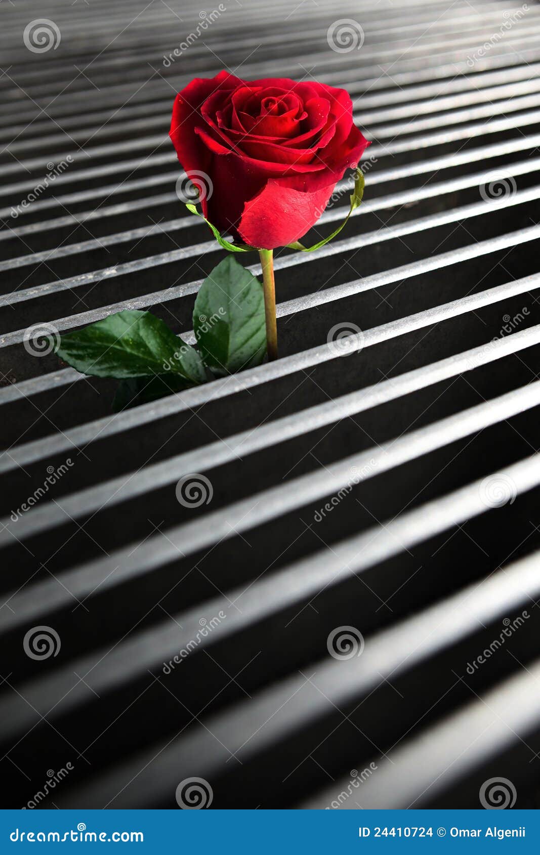 Arising red rose. Red rose arise fron yhe bottom of the manhole