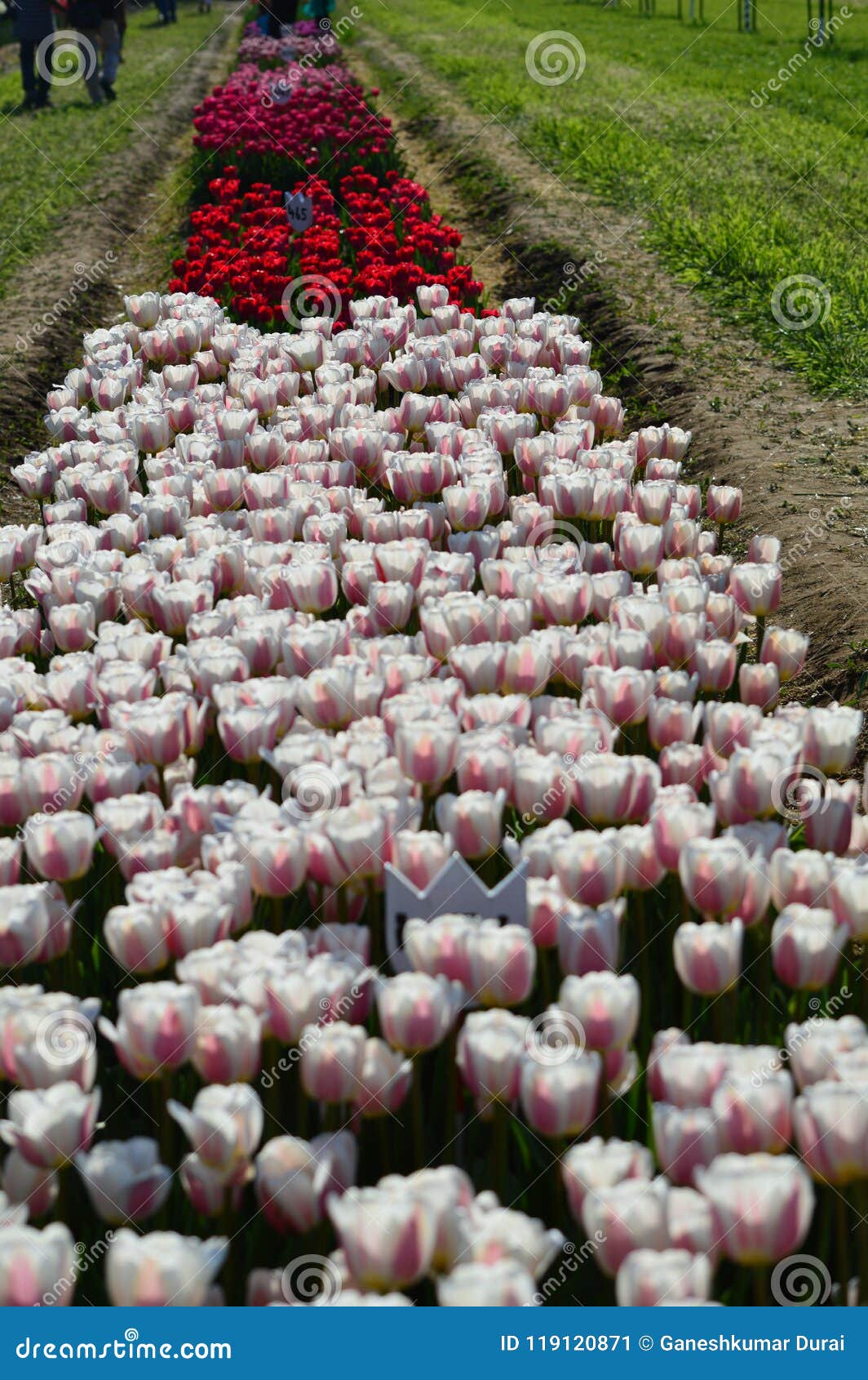 Aristocrat Tulips At Veldheer Tulip Garden In Holland Stock Image