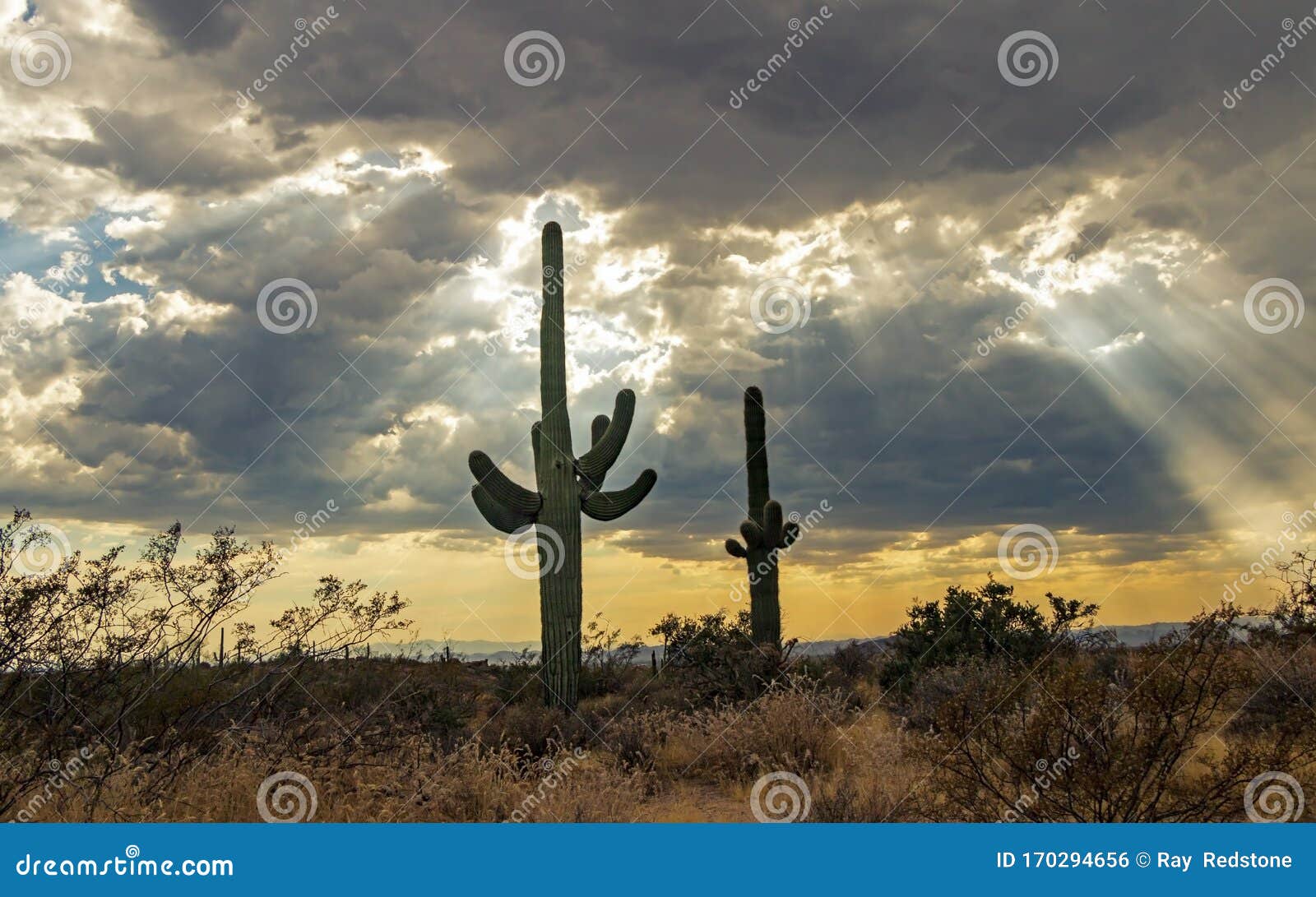 sagurao cactus with sun rays beaming down