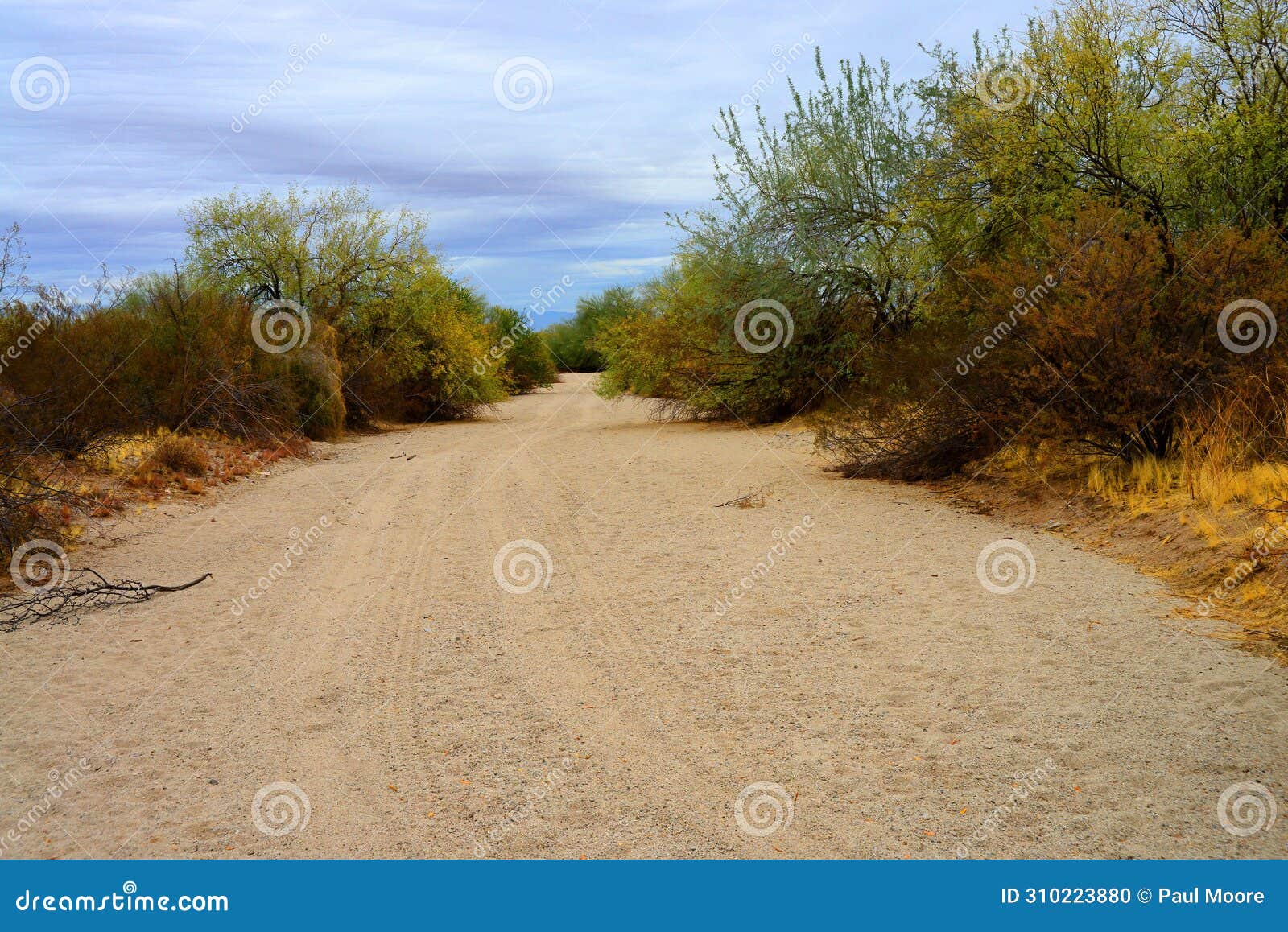 arizona desert arroyo