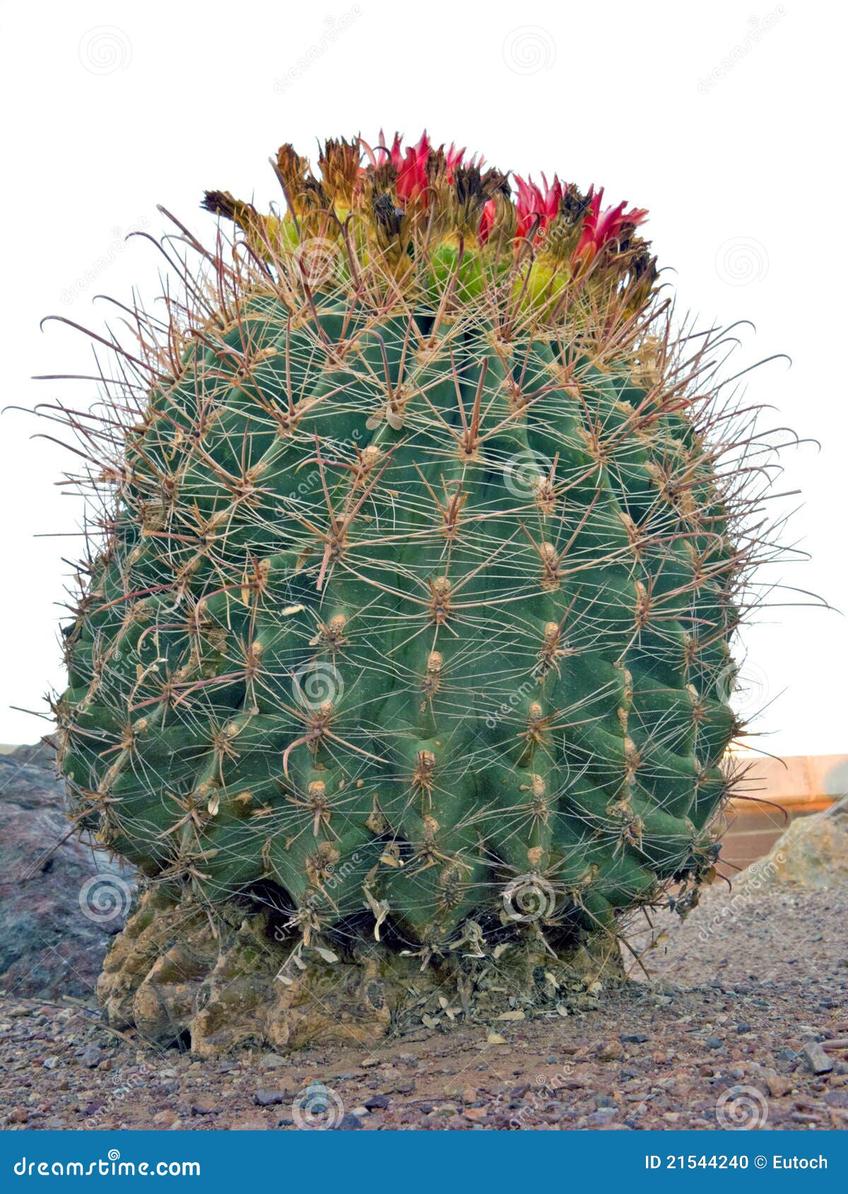396 Fishhook Cactus Stock Photos - Free & Royalty-Free Stock