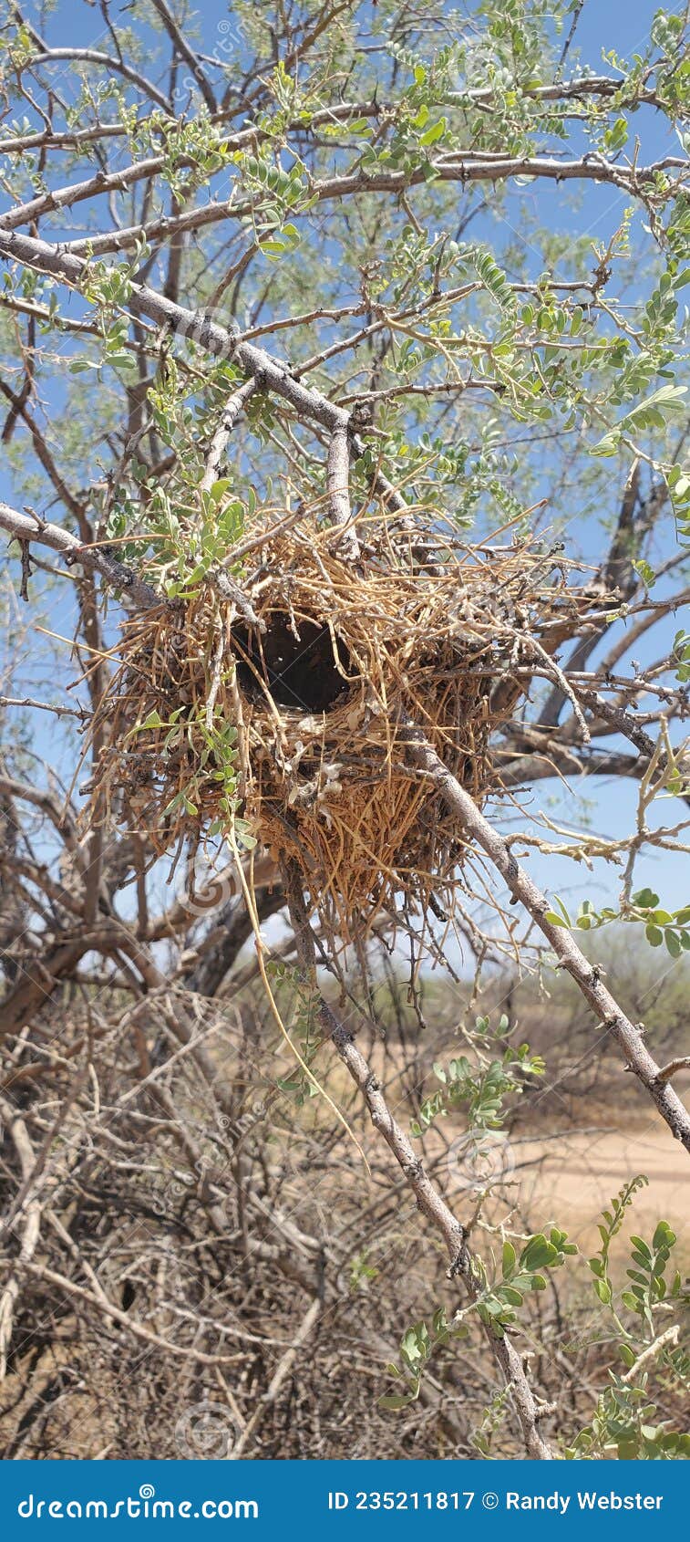 Arizona bird nest stock image. Image of arizona, snow 235211817