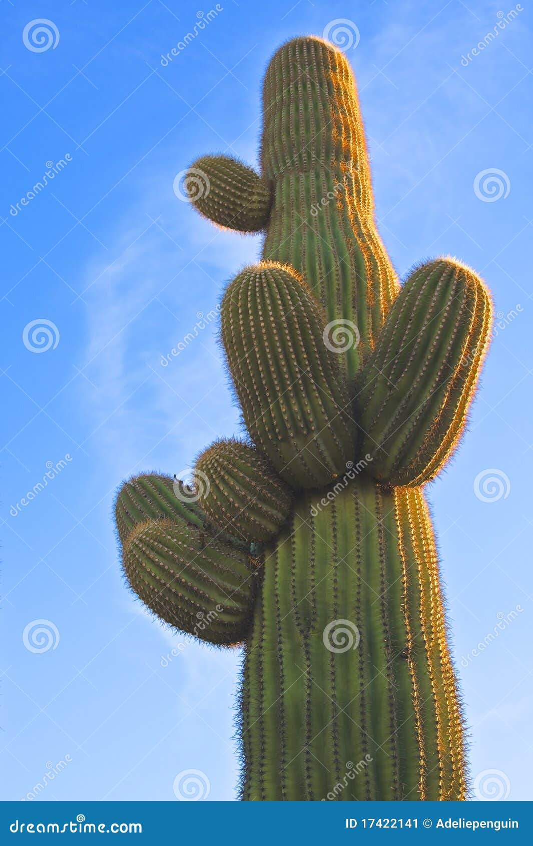 arizona desert saguaro cactus