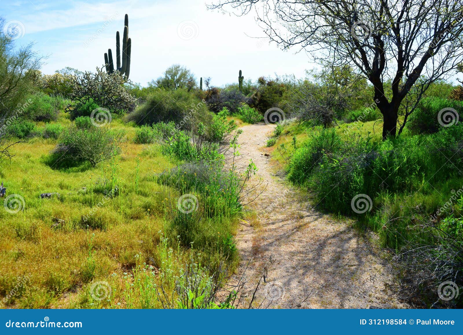 arizona desert arroyo