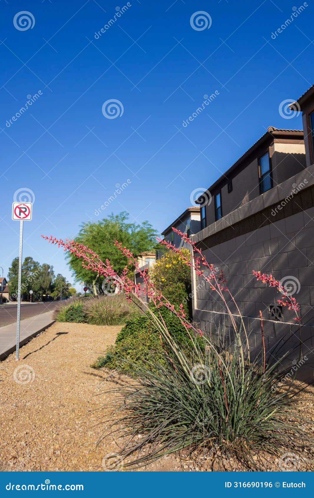 flowering red yucca, hesperaloe parviflora, along xeriscaped city streets in phoenix, az